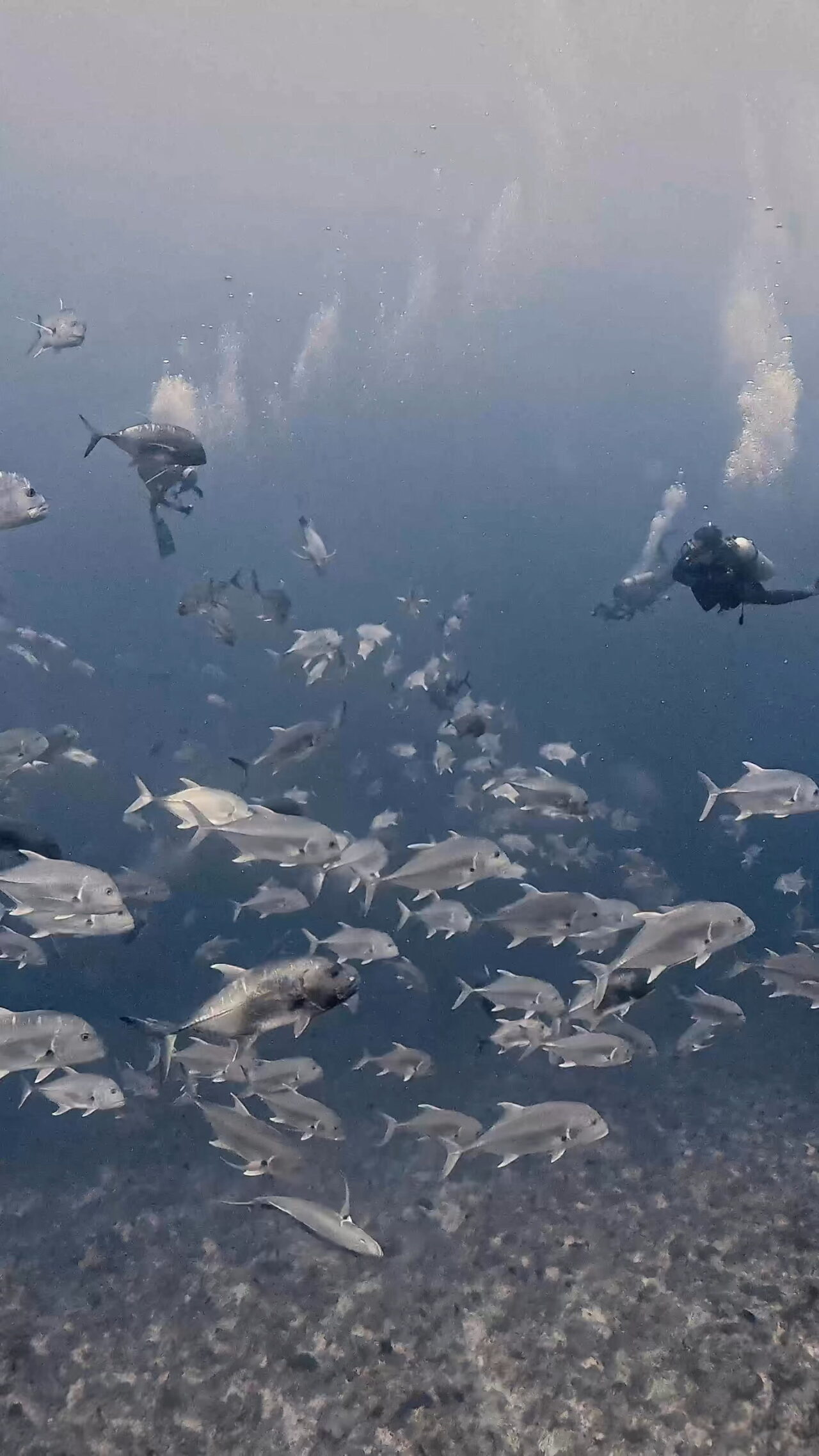 イレズミフエダイ終焉へ ペリリューコーナー ペリリューカット ペリリューエキスプレス パラオ ペリリュー島のダイビングショップ|OMZオムズ