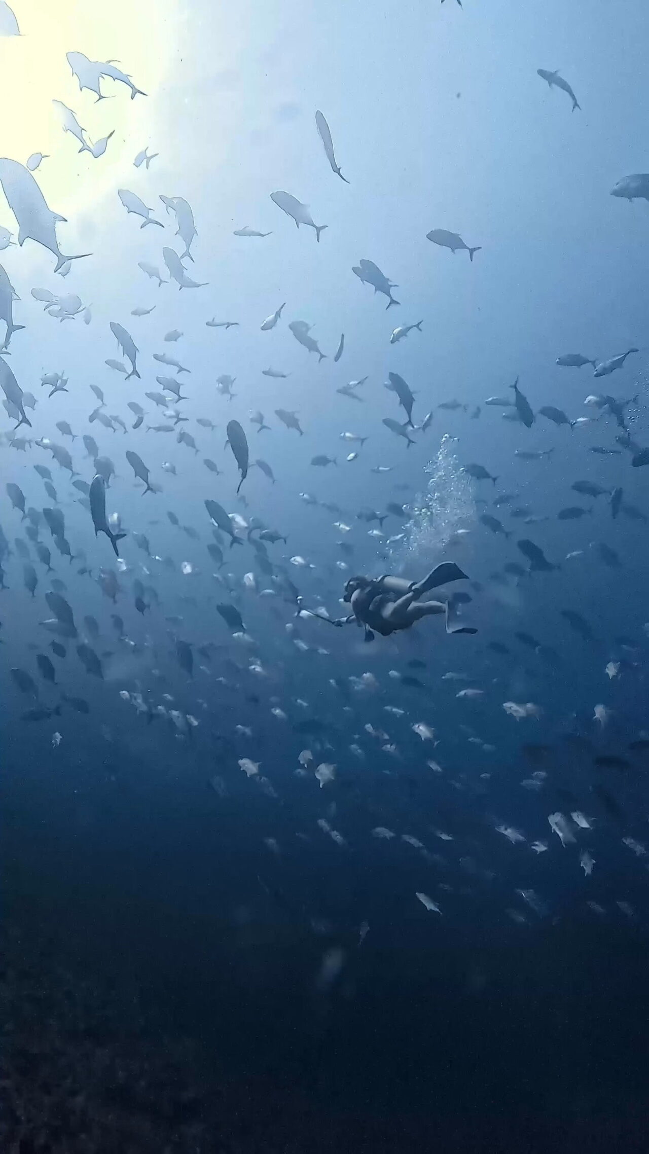 きらきらぐるぐる ペリリューコーナー ペリリューカット ペリリューエキスプレス パラオ ペリリュー島のダイビングショップ｜OMZオムズ