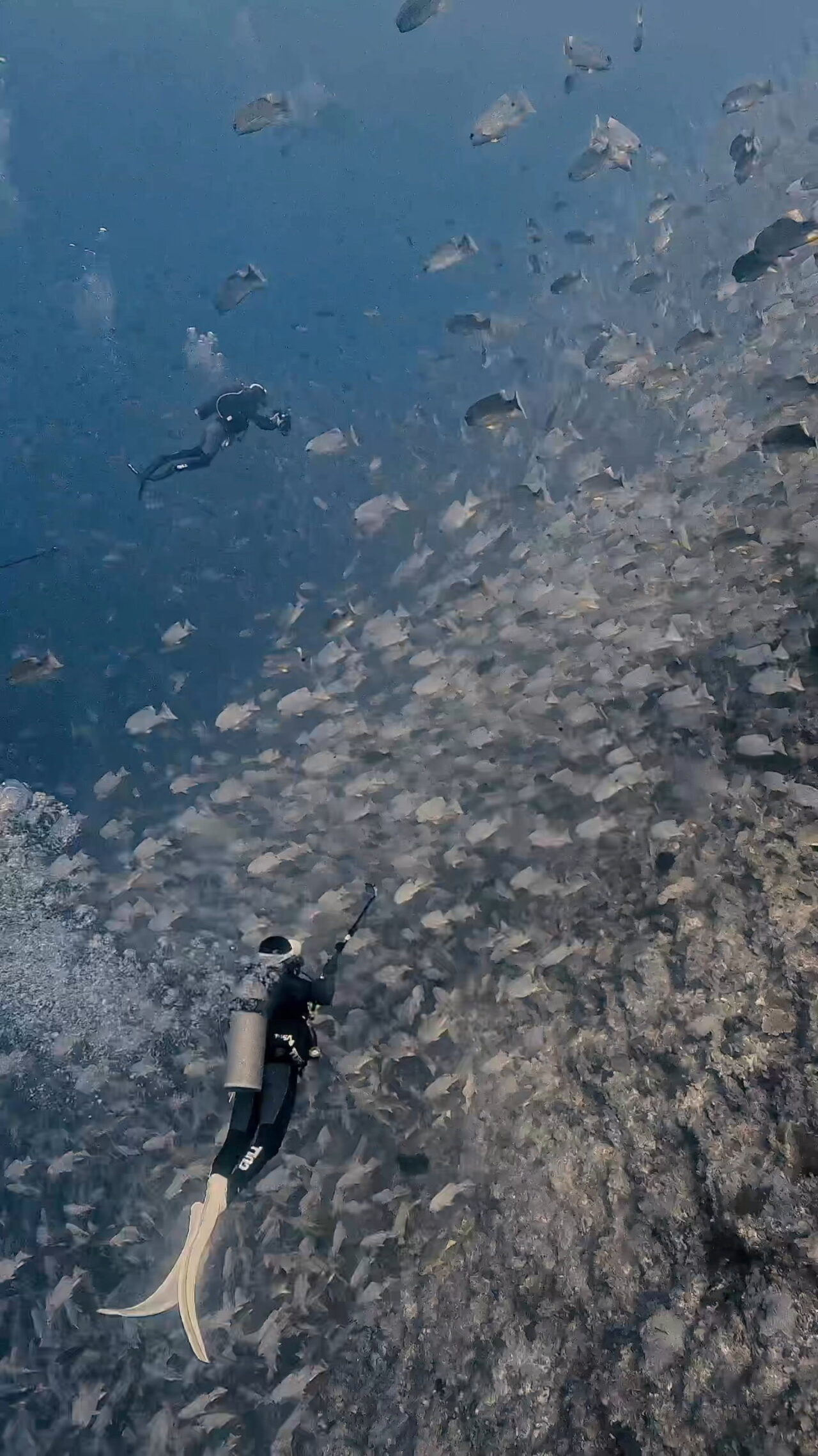 とにかく大きい群れ ペリリューコーナー ペリリューカット ペリリューエキスプレス パラオ ペリリュー島のダイビングショップ|OMZオムズ