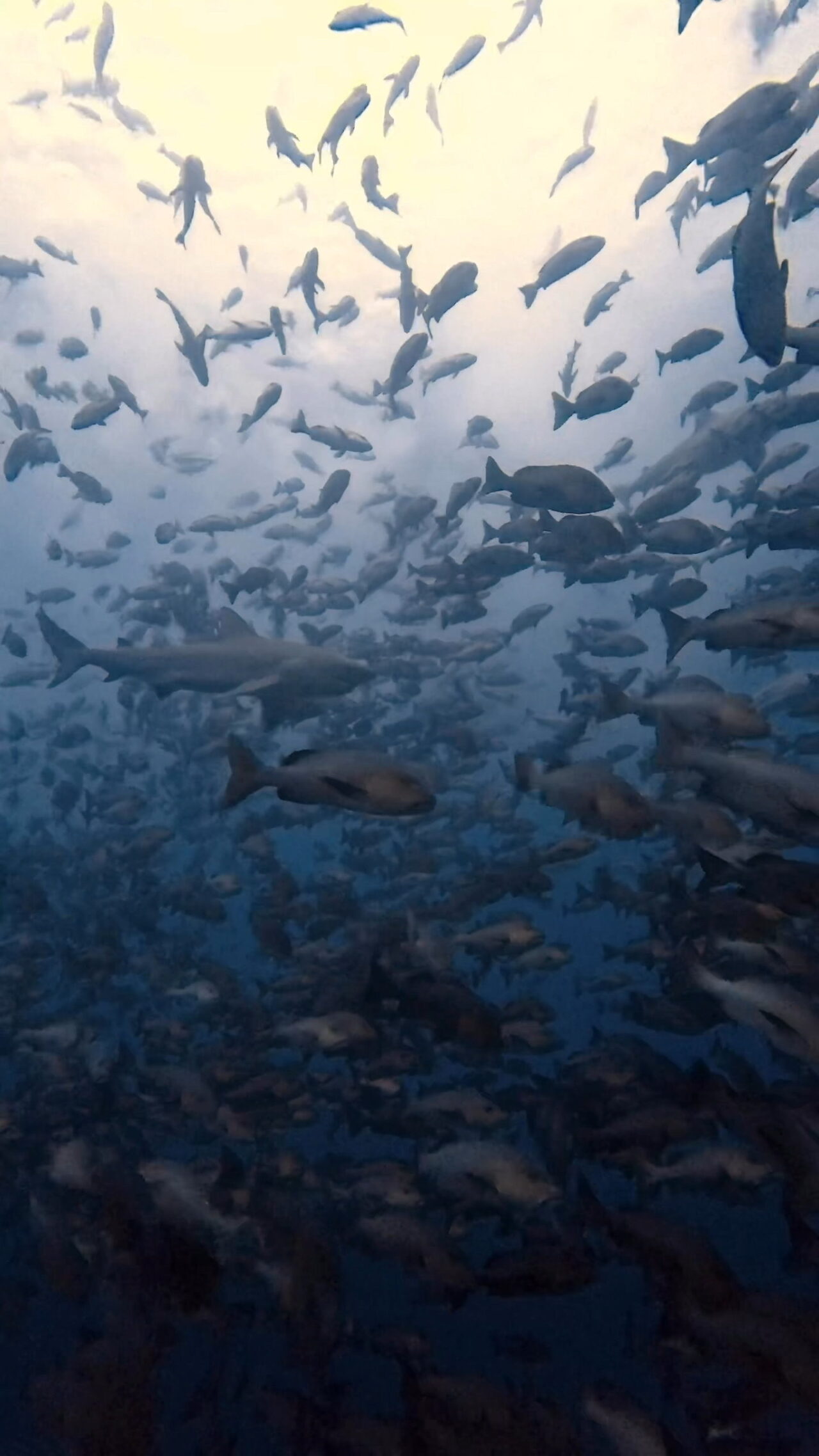 超激流とブルシャークと放精放卵 ペリリューコーナー ペリリューカット ペリリューエキスプレス パラオ ペリリュー島のダイビングショップ|OMZオムズ