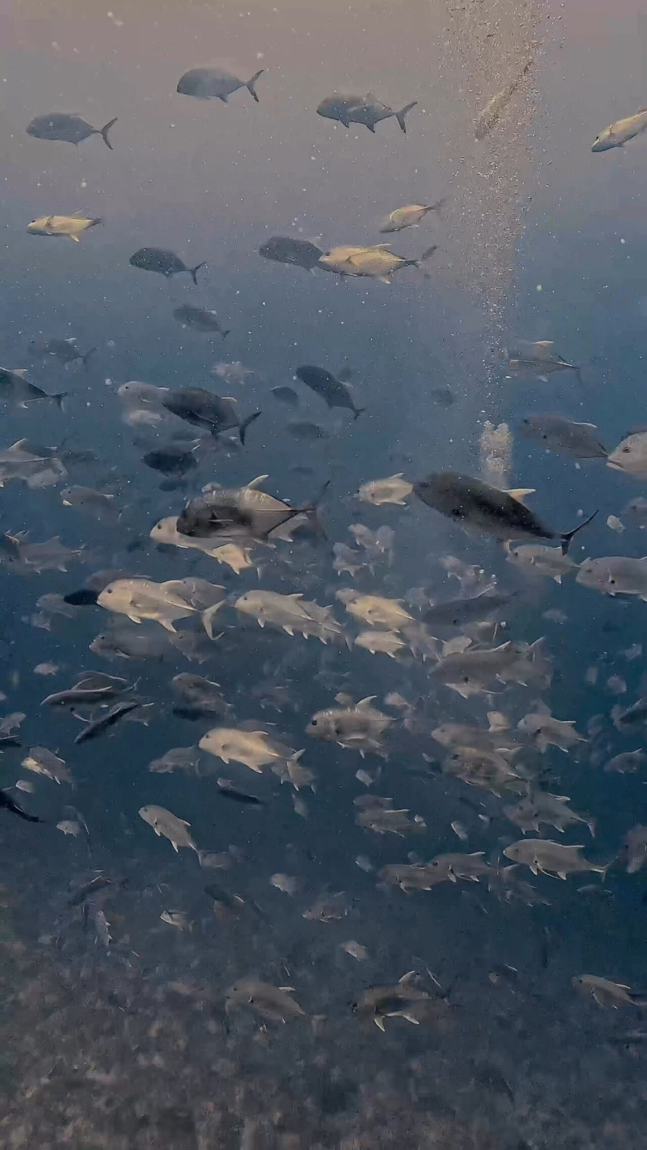 イレズミフエダイ終焉へ ペリリューコーナー ペリリューカット ペリリューエキスプレス パラオ ペリリュー島のダイビングショップ|OMZオムズ