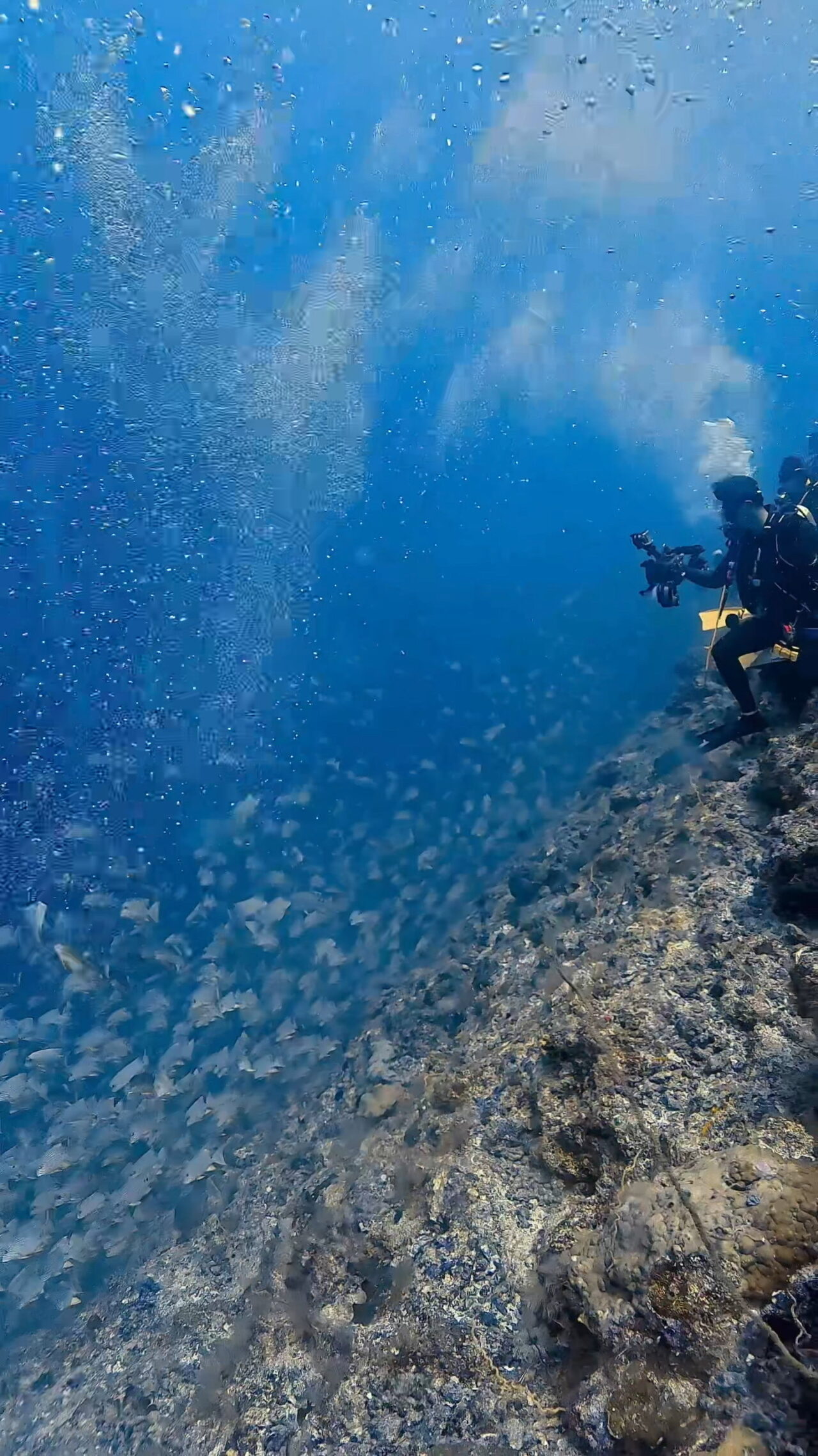 まだまだイレズミフエダイ ペリリューコーナー ペリリューカット ペリリューエキスプレス パラオ ペリリュー島のダイビングショップ｜OMZオムズ