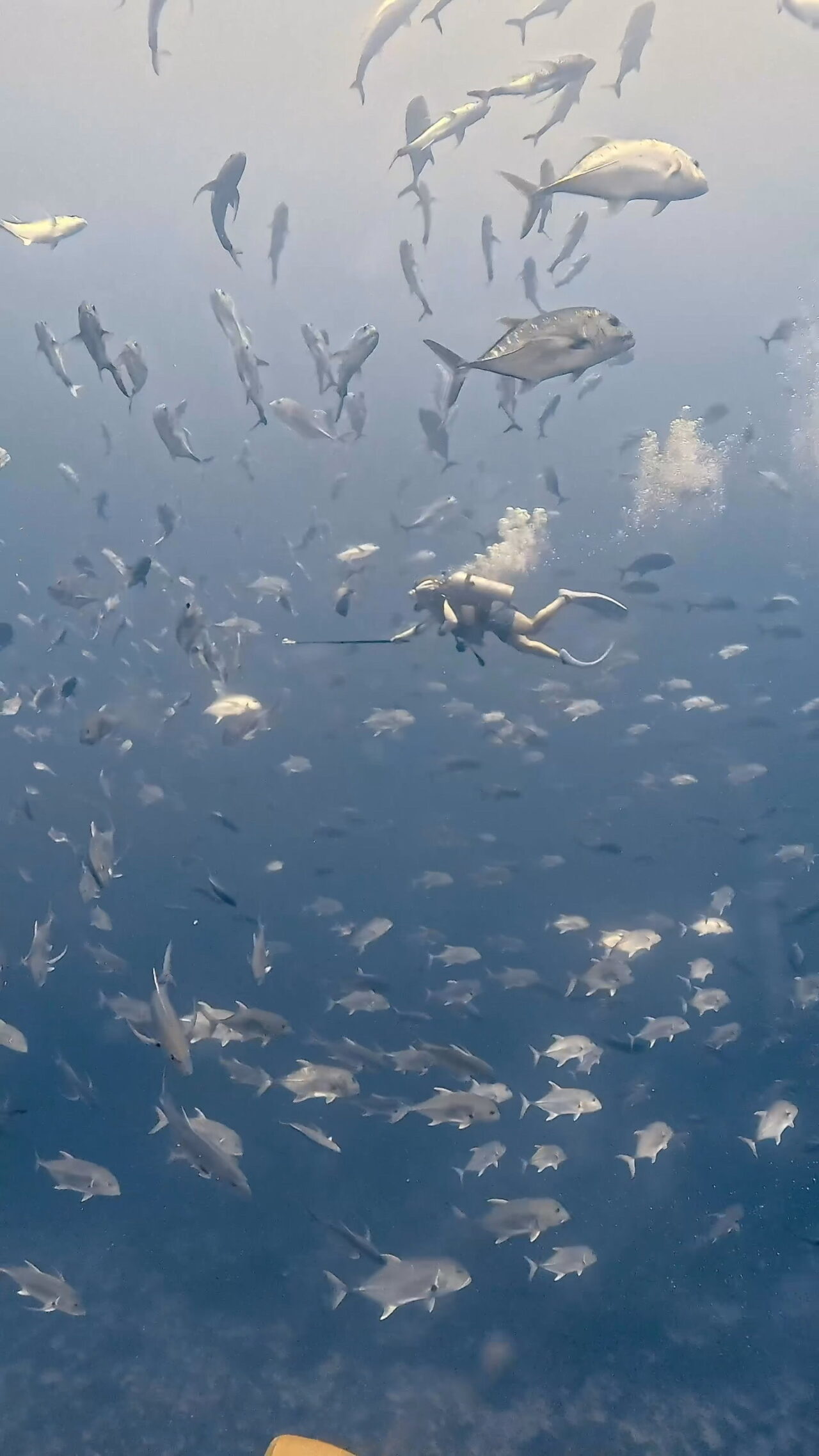 きらきらぐるぐる ペリリューコーナー ペリリューカット ペリリューエキスプレス パラオ ペリリュー島のダイビングショップ｜OMZオムズ