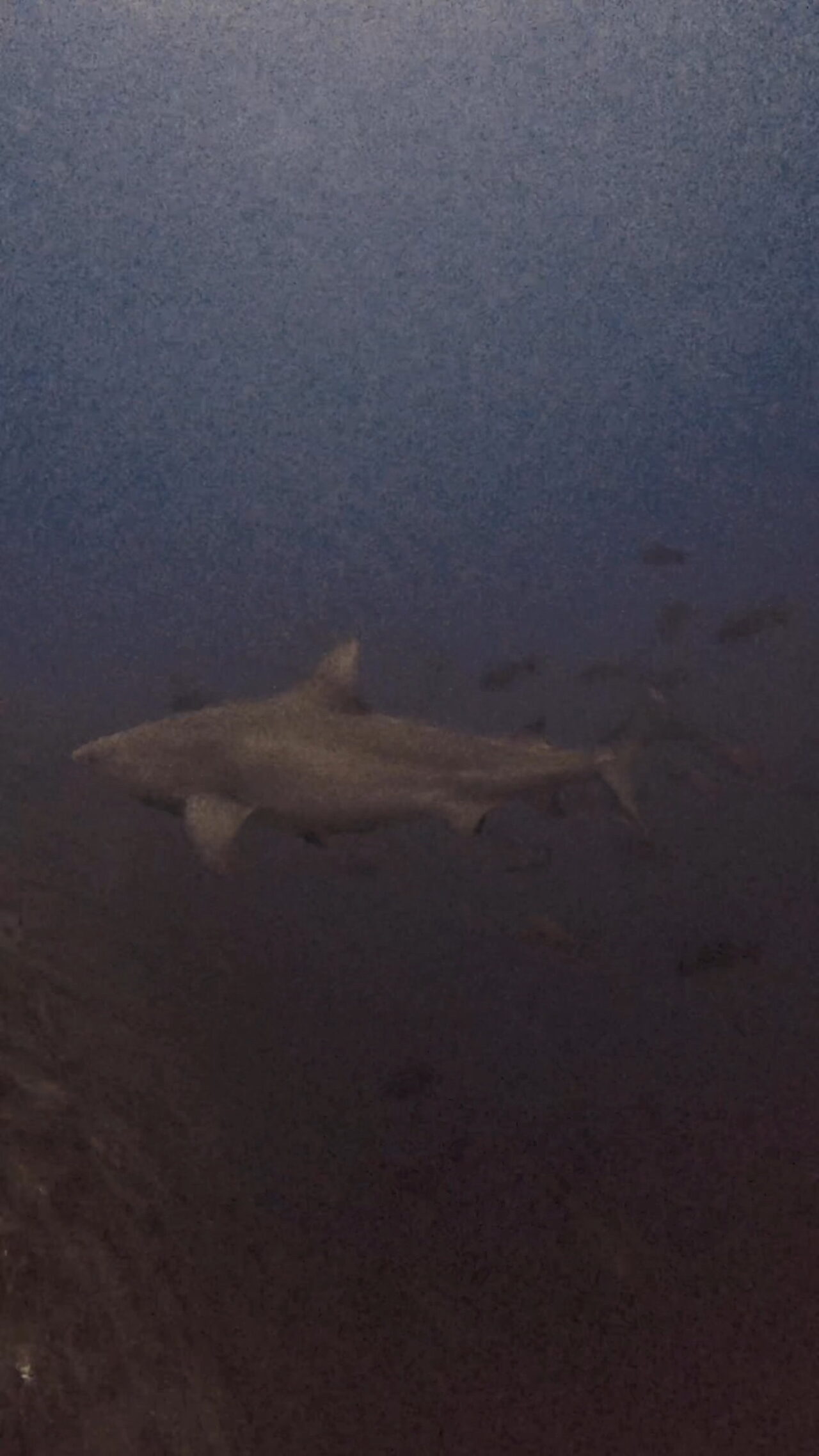 超激流とブルシャークと放精放卵 ペリリューコーナー ペリリューカット ペリリューエキスプレス パラオ ペリリュー島のダイビングショップ|OMZオムズ