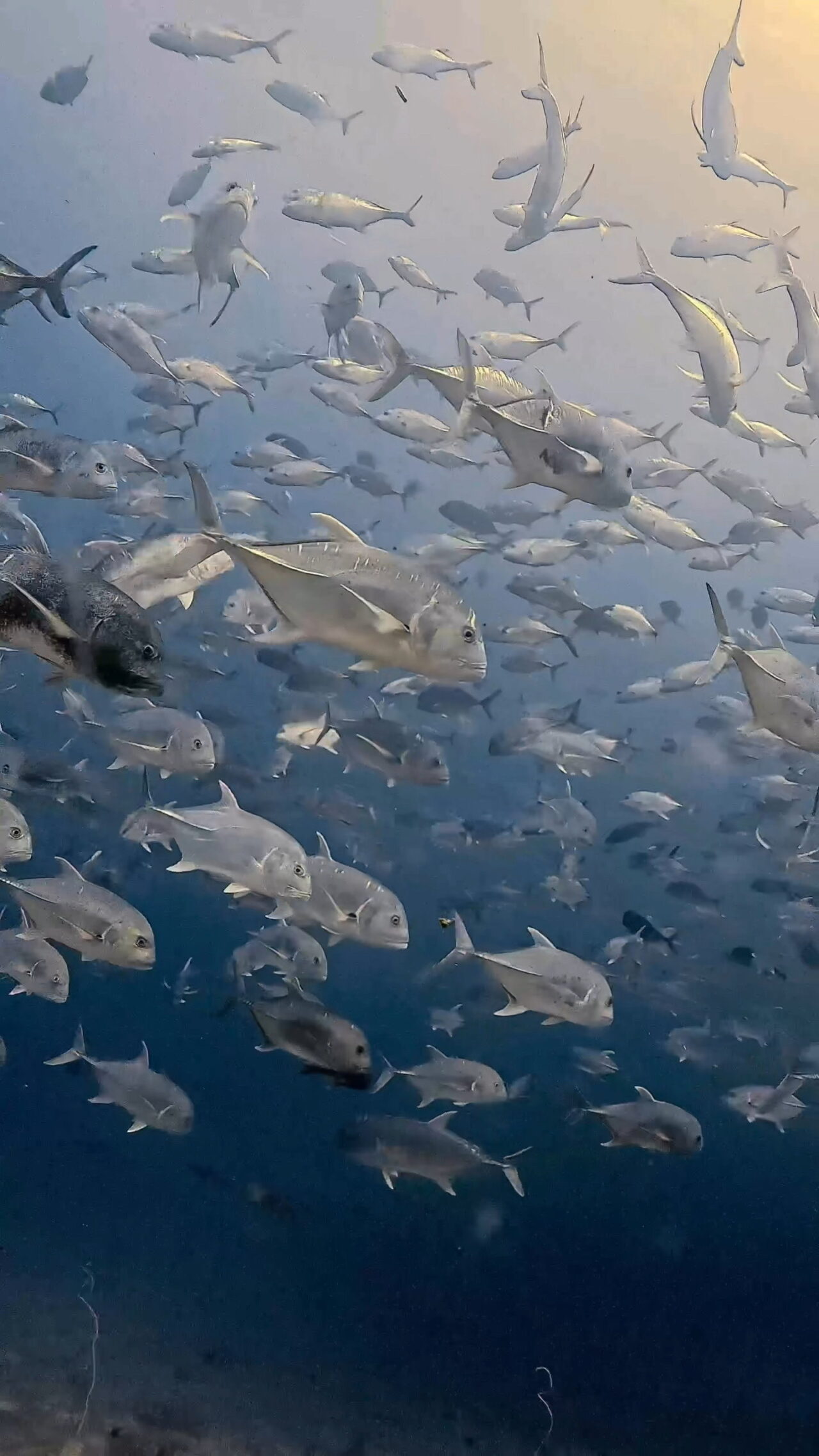 ぐるぐるロウニンアジの群れ ペリリューコーナー ペリリューカット ペリリューエキスプレス パラオ ペリリュー島のダイビングショップ｜OMZオムズ