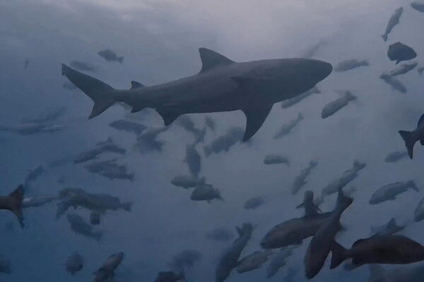 超激流とブルシャークと放精放卵