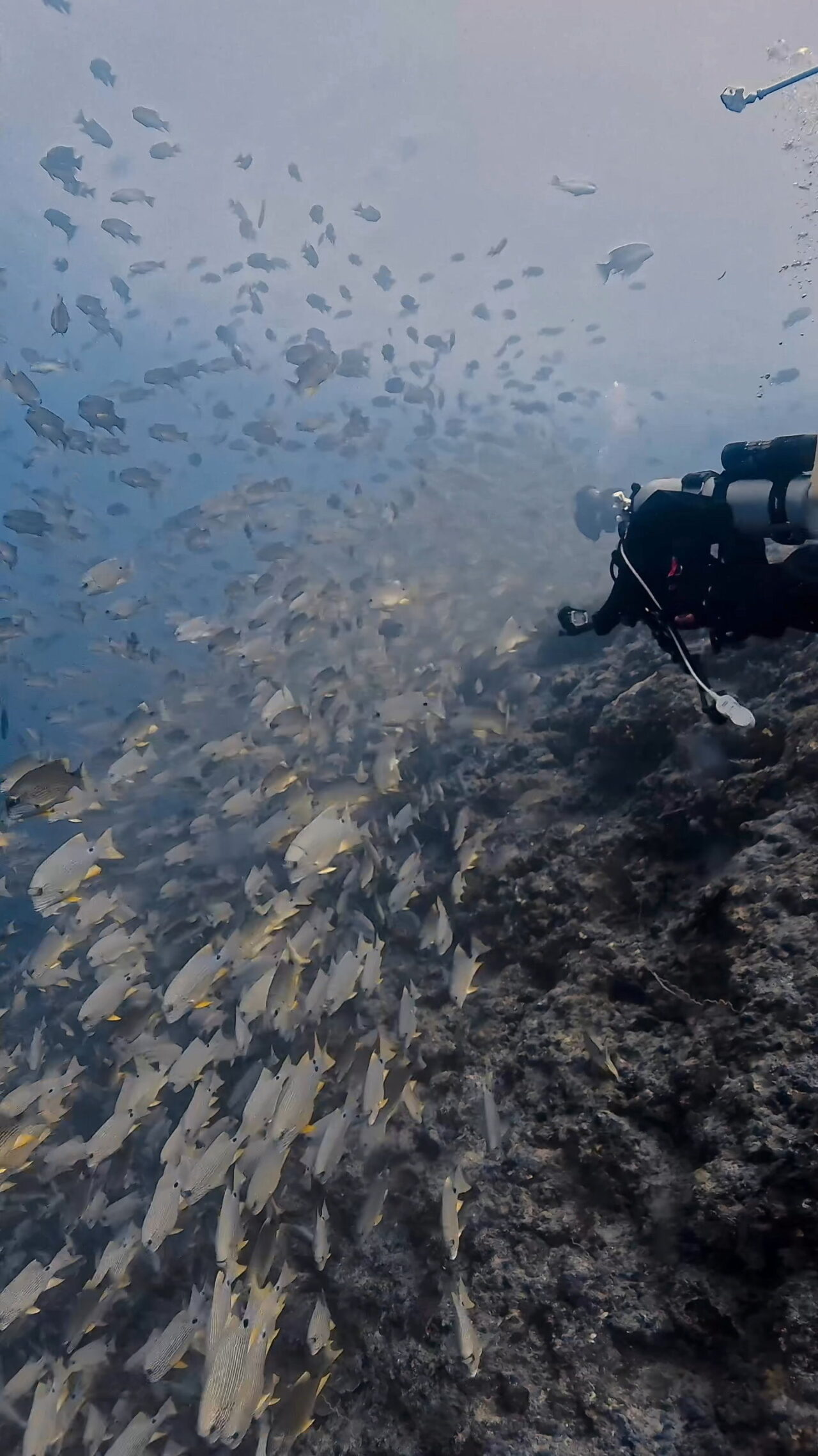 いっぱいイレズミフエダイ ペリリューコーナー ペリリューカット ペリリューエキスプレス オレンジビーチ パラオ ペリリュー島のダイビングショップ|OMZオムズ