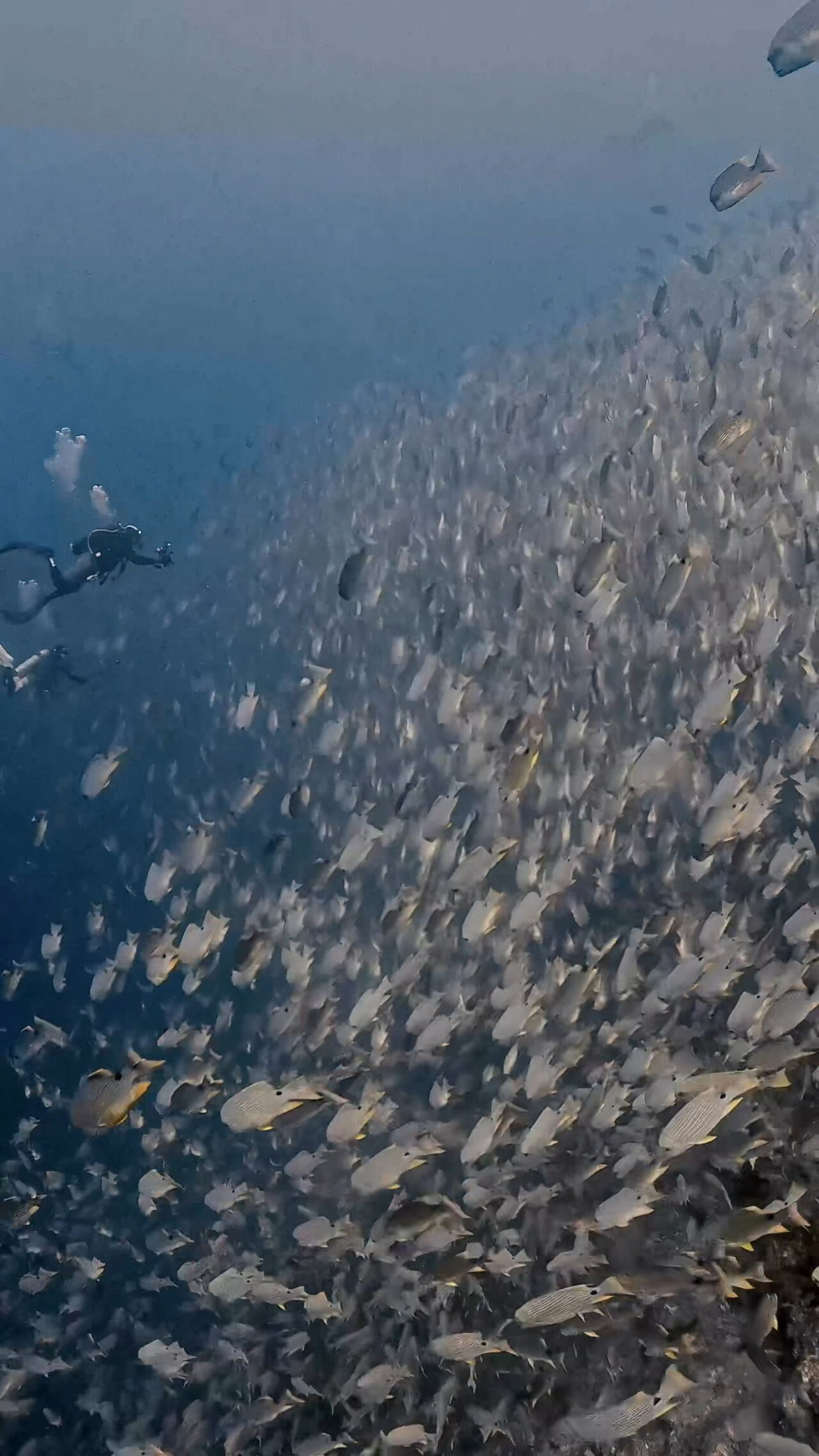 とにかく大きい群れ ペリリューコーナー ペリリューカット ペリリューエキスプレス パラオ ペリリュー島のダイビングショップ|OMZオムズ