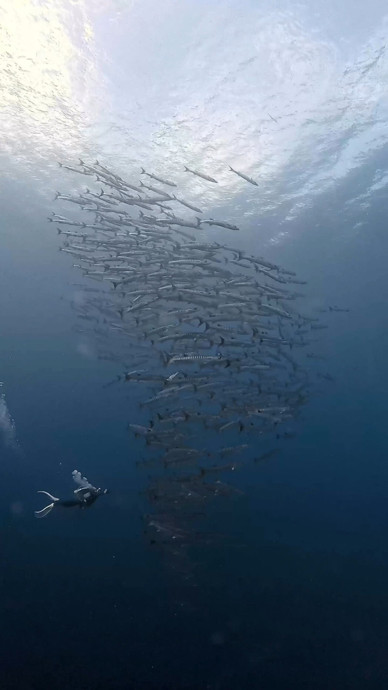 〆のロウニンアジ ペリリューコーナー ペリリューカット ペリリューエキスプレス オレンジビーチ パラオ ペリリュー島のダイビングショップ|OMZオムズ