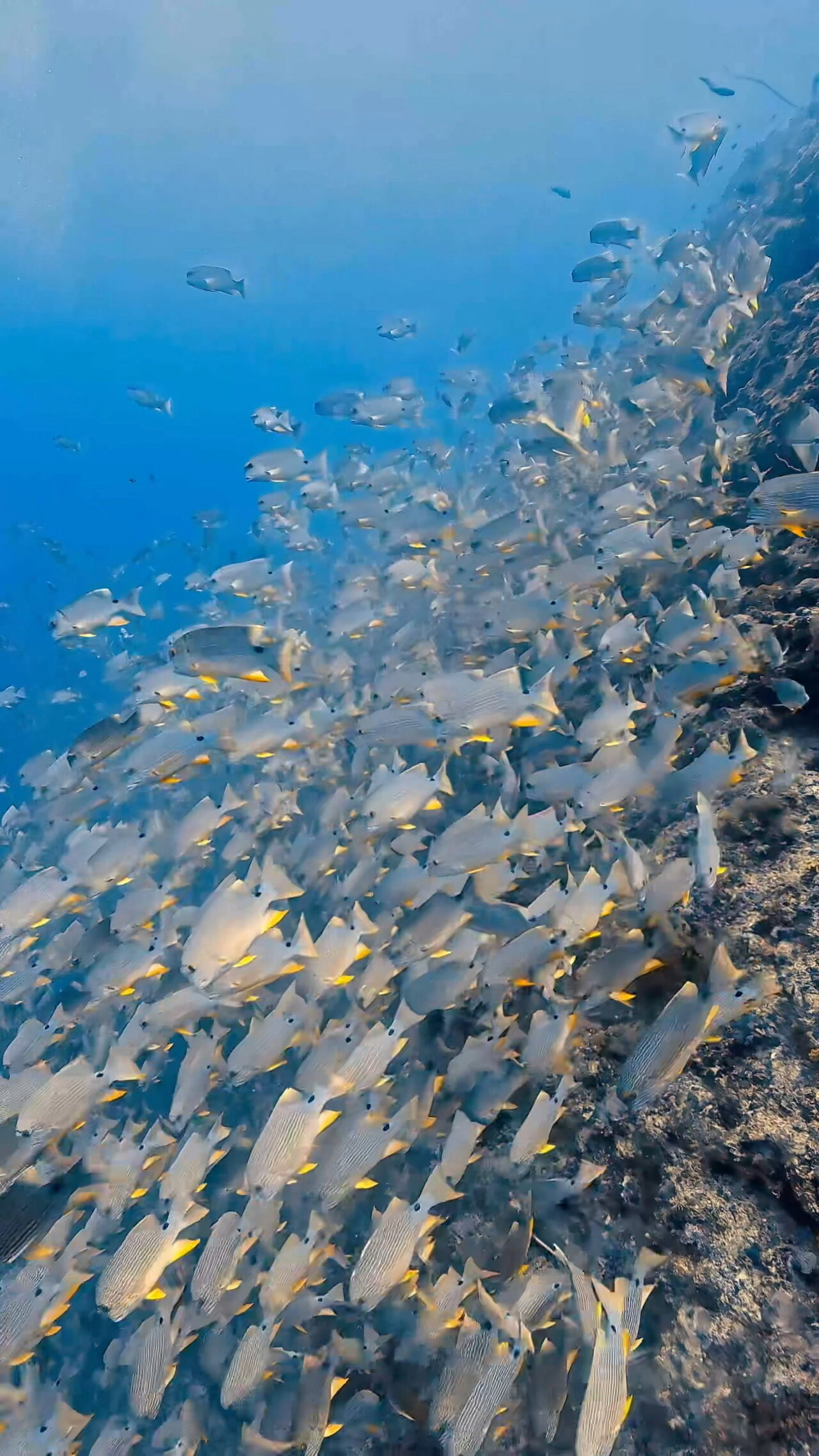 まだまだイレズミフエダイ ペリリューコーナー ペリリューカット ペリリューエキスプレス パラオ ペリリュー島のダイビングショップ｜OMZオムズ