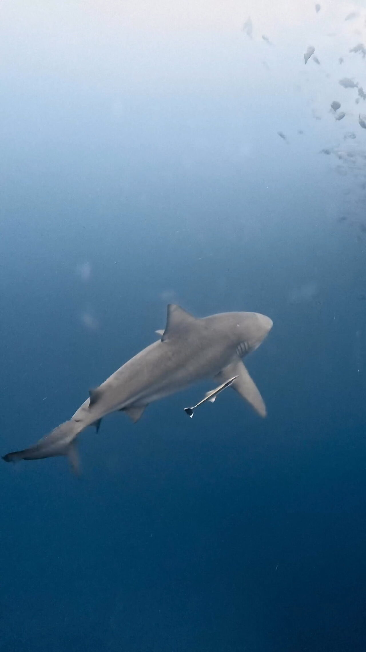美しきブルシャーク ペリリューコーナー ペリリューカット ペリリューエキスプレス ロングエキスプレス パラオ ペリリュー島のダイビングショップ｜OMZオムズ
