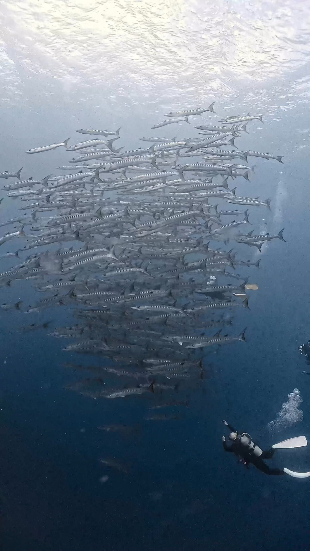 〆のロウニンアジ ペリリューコーナー ペリリューカット ペリリューエキスプレス オレンジビーチ パラオ ペリリュー島のダイビングショップ|OMZオムズ