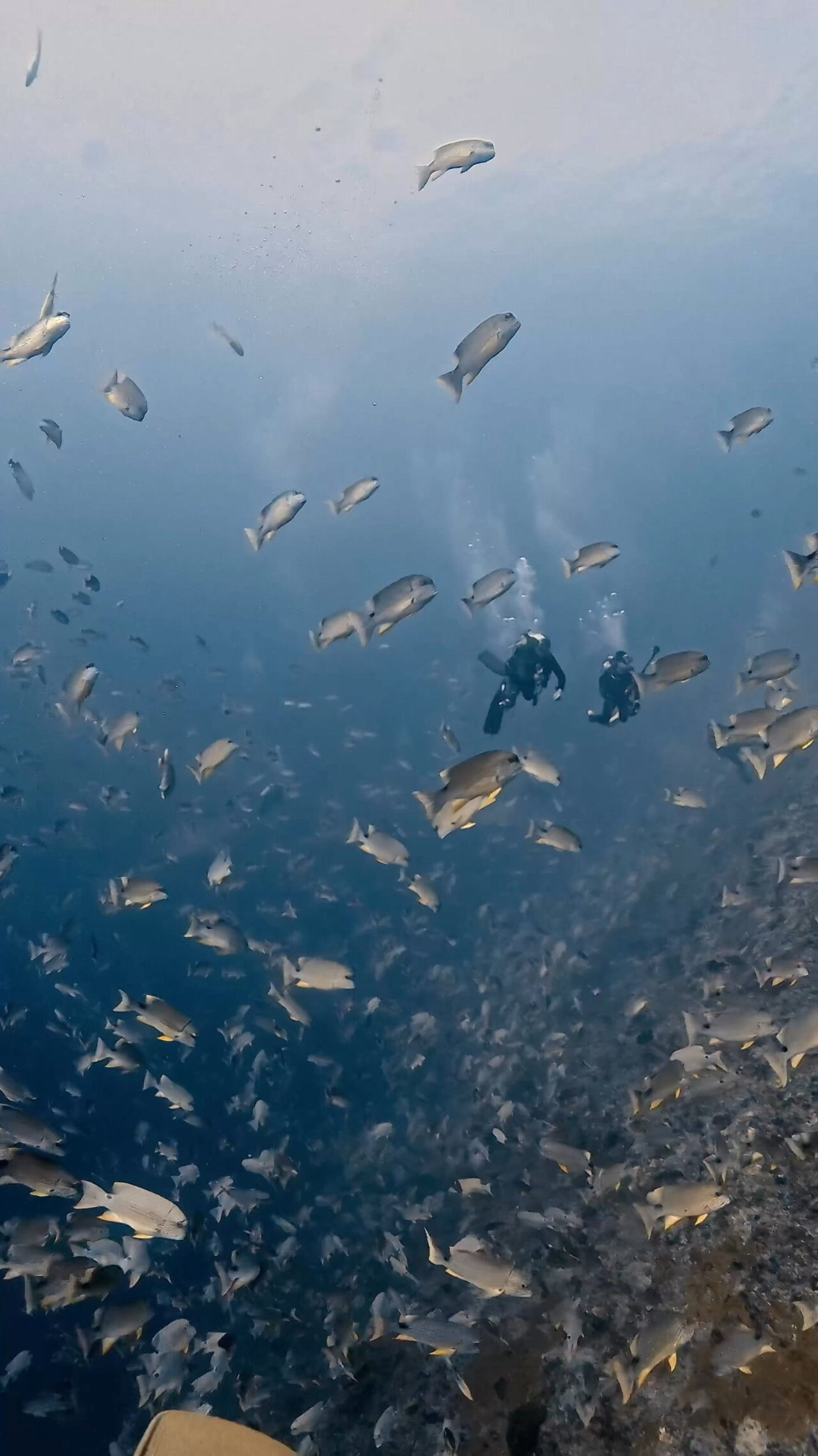 いっぱいイレズミフエダイ ペリリューコーナー ペリリューカット ペリリューエキスプレス オレンジビーチ パラオ ペリリュー島のダイビングショップ|OMZオムズ