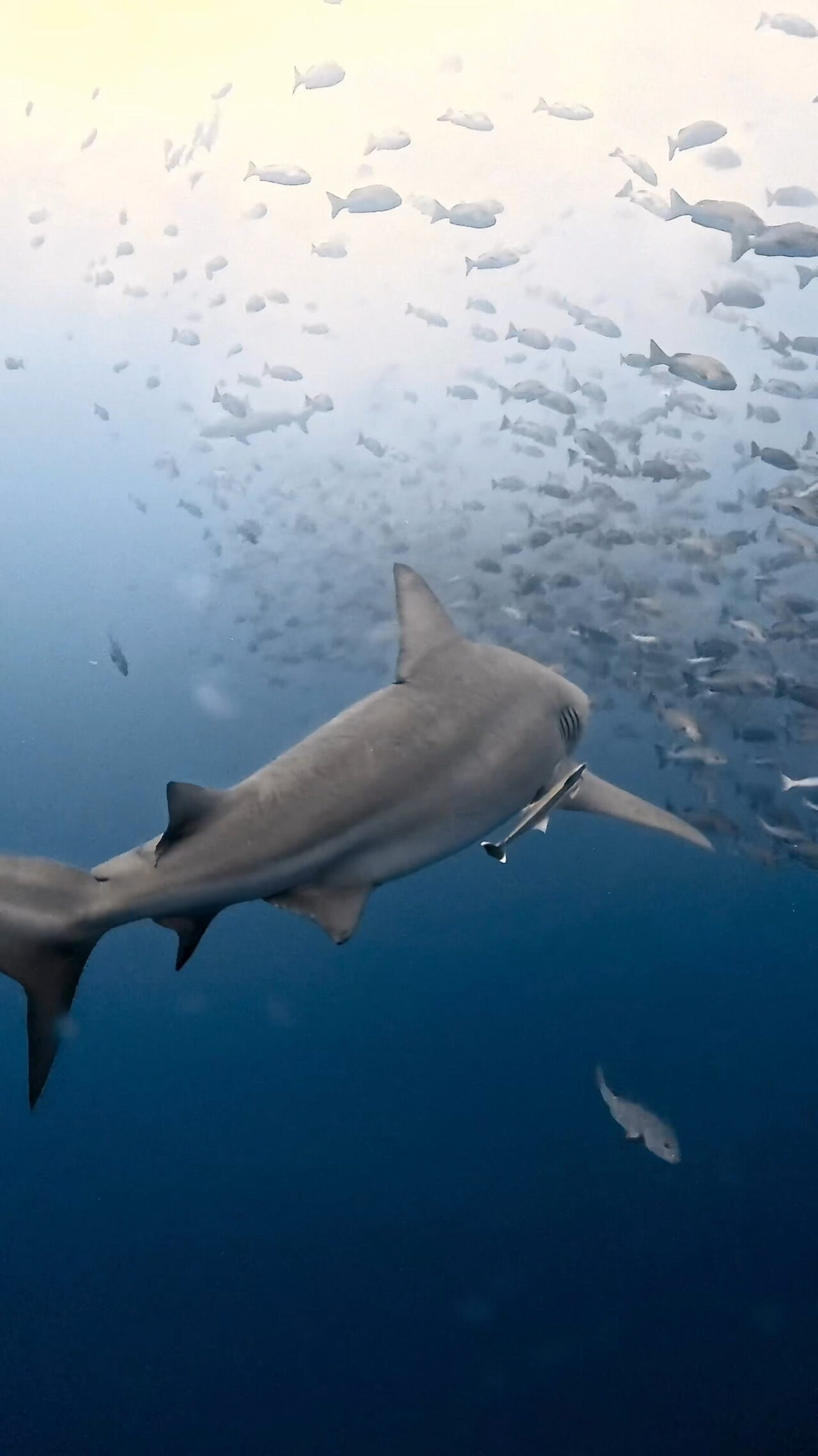 美しきブルシャーク ペリリューコーナー ペリリューカット ペリリューエキスプレス ロングエキスプレス パラオ ペリリュー島のダイビングショップ｜OMZオムズ