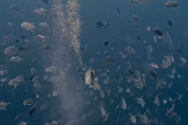 イレズミフエダイ終焉へ