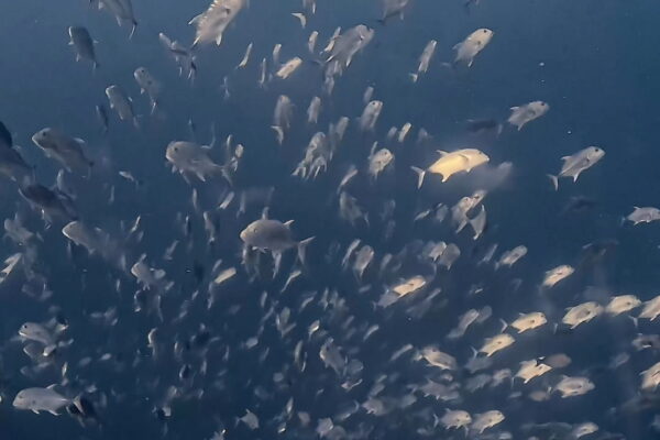 〆のロウニンアジ