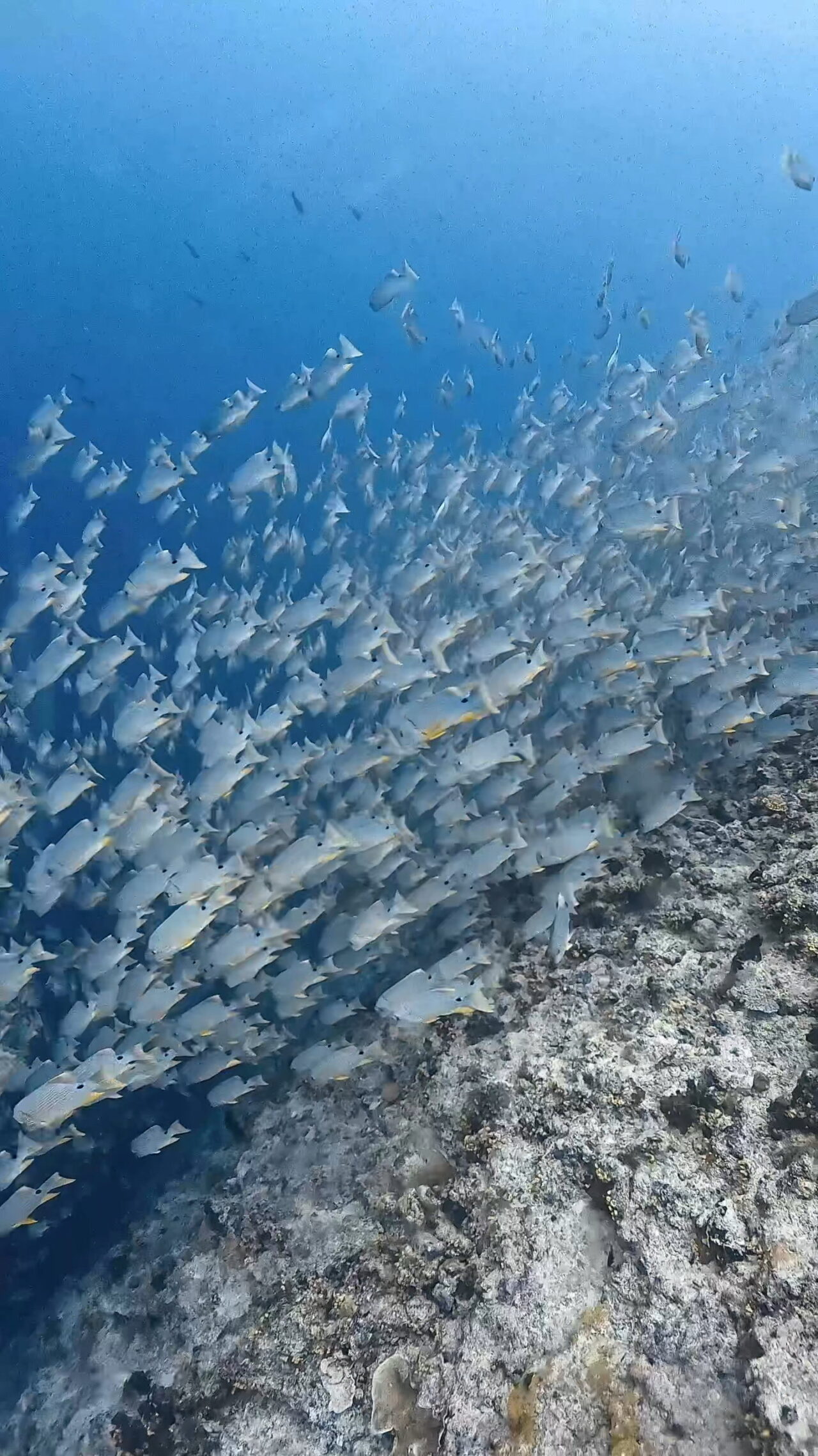 イレズミフエダイとカマストガリザメの攻防 ペリリューコーナー ペリリューカット ペリリューエキスプレス ロングエキスプレス オレンジビーチ パラオ ペリリュー島のダイビングショップ|OMZオムズ