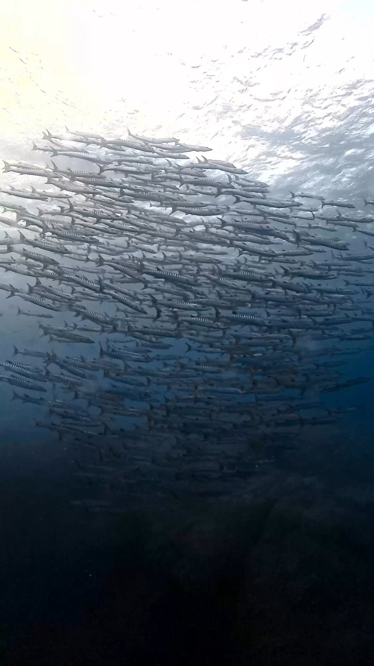 イレズミフエダイ終焉へ ペリリューコーナー ペリリューカット ペリリューエキスプレス パラオ ペリリュー島のダイビングショップ|OMZオムズ