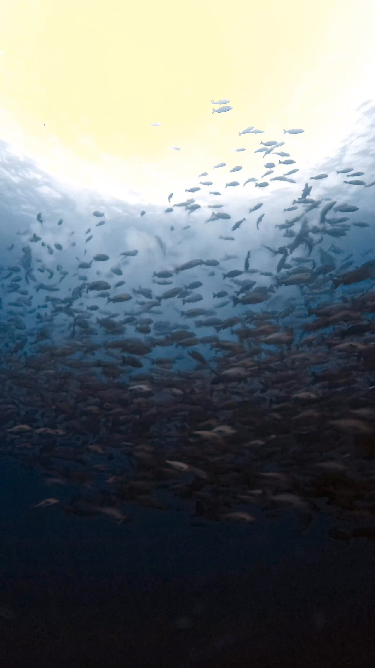 超激流とブルシャークと放精放卵 ペリリューコーナー ペリリューカット ペリリューエキスプレス パラオ ペリリュー島のダイビングショップ|OMZオムズ