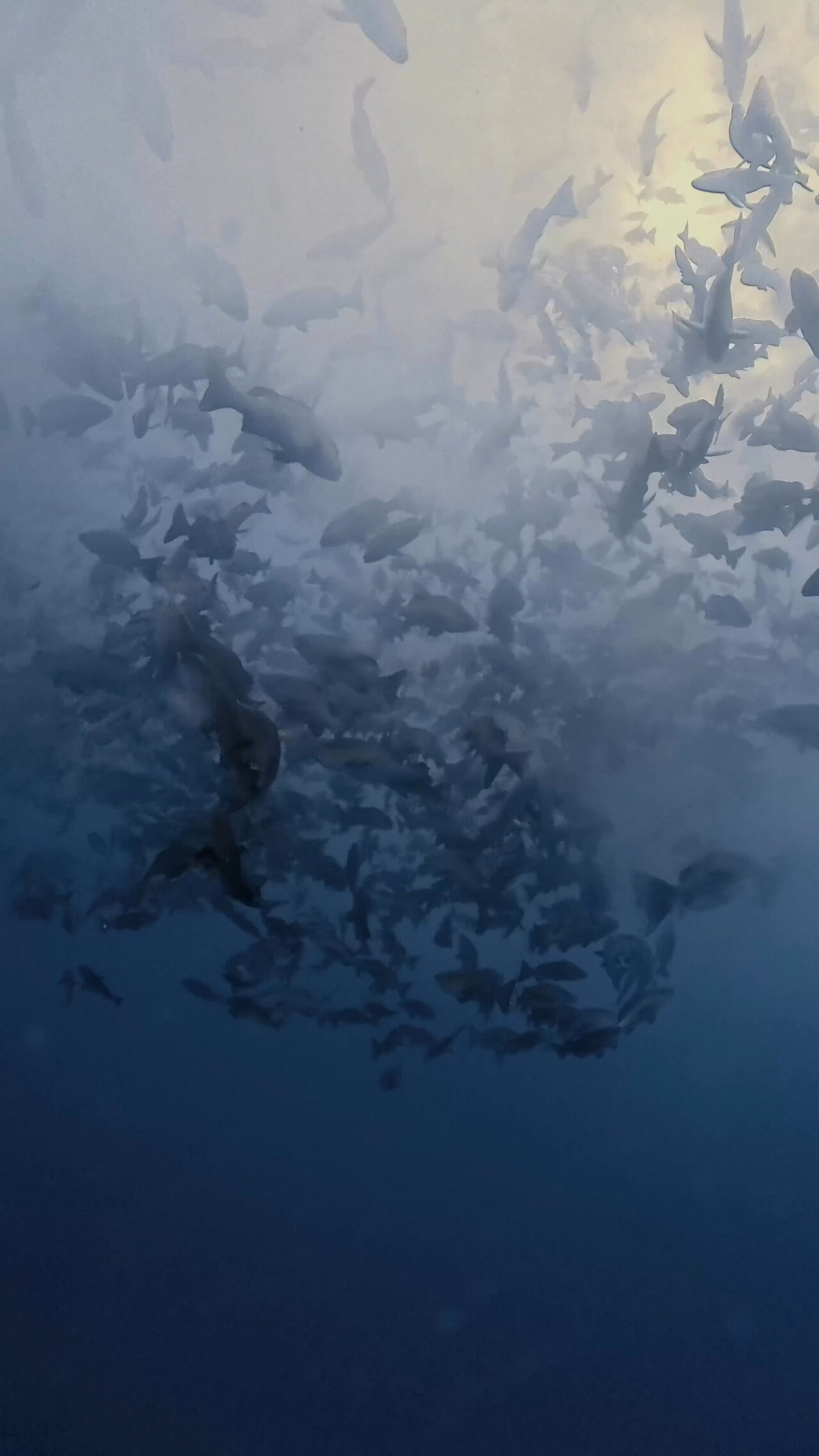 やってくるブルシャーク ペリリューコーナー ペリリューカット ペリリューエキスプレス ペリリュードロップオフ パラオ ペリリュー島のダイビングショップ｜OMZオムズ