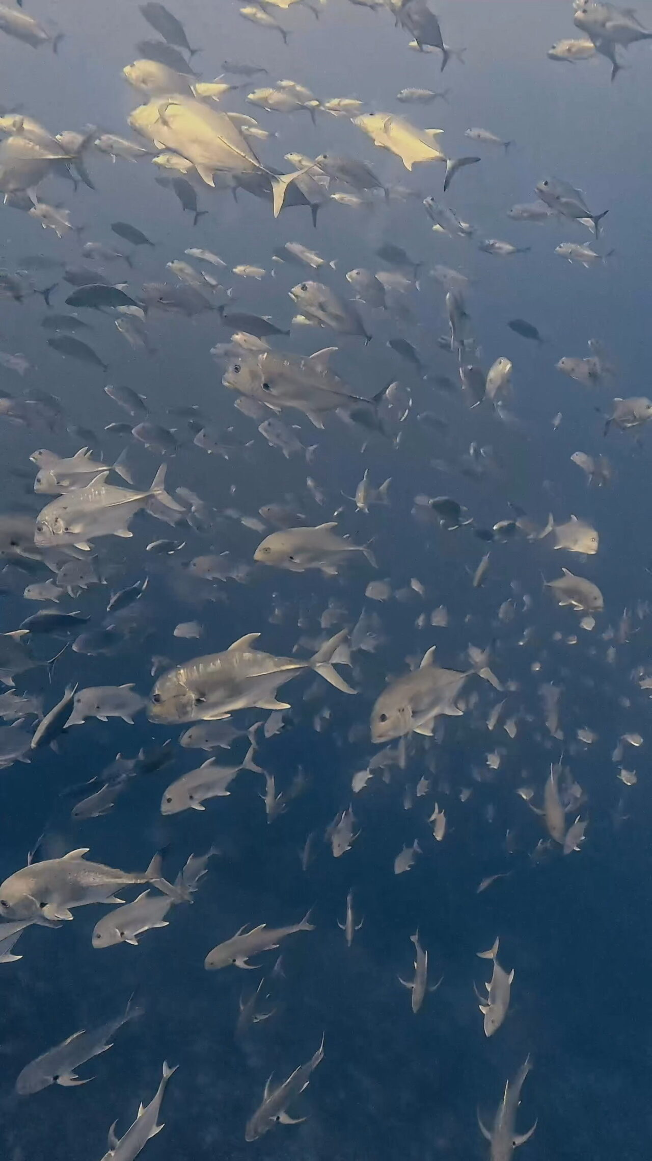 きらきら滅 ペリリューコーナー ペリリューカット ペリリューエキスプレス オレンジビーチ パラオ ペリリュー島のダイビングショップ｜OMZオムズ