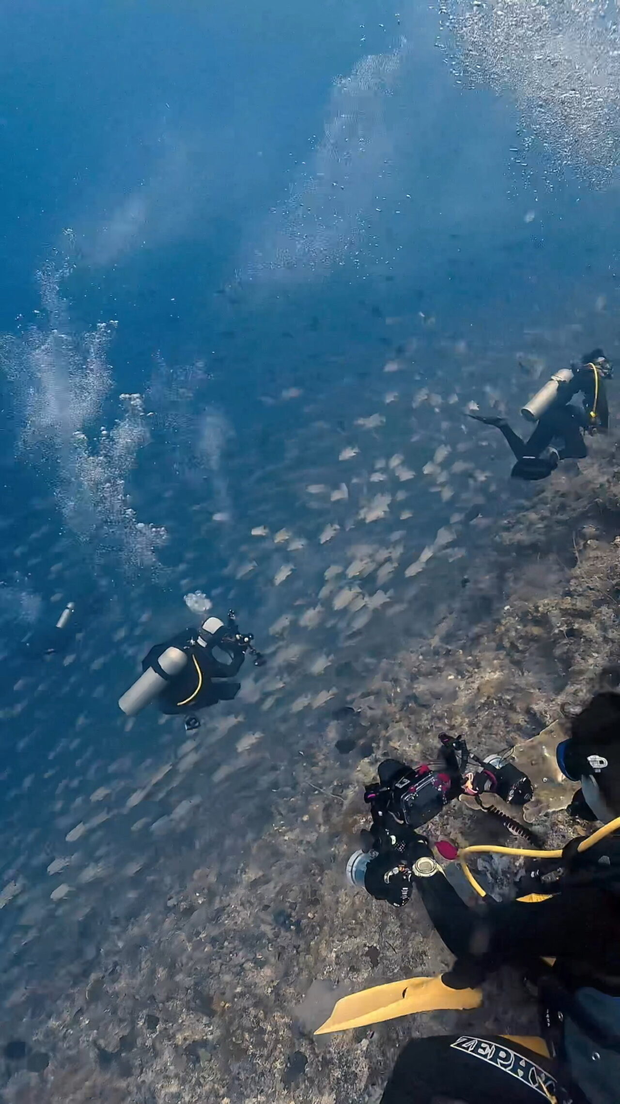 まだまだイレズミフエダイ ペリリューコーナー ペリリューカット ペリリューエキスプレス パラオ ペリリュー島のダイビングショップ｜OMZオムズ