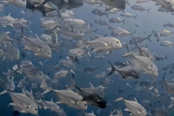 ぐるぐるロウニンアジの群れ