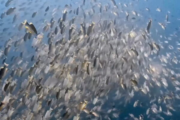 とにかく大きい群れ