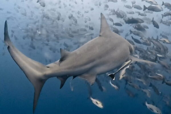 美しきブルシャーク