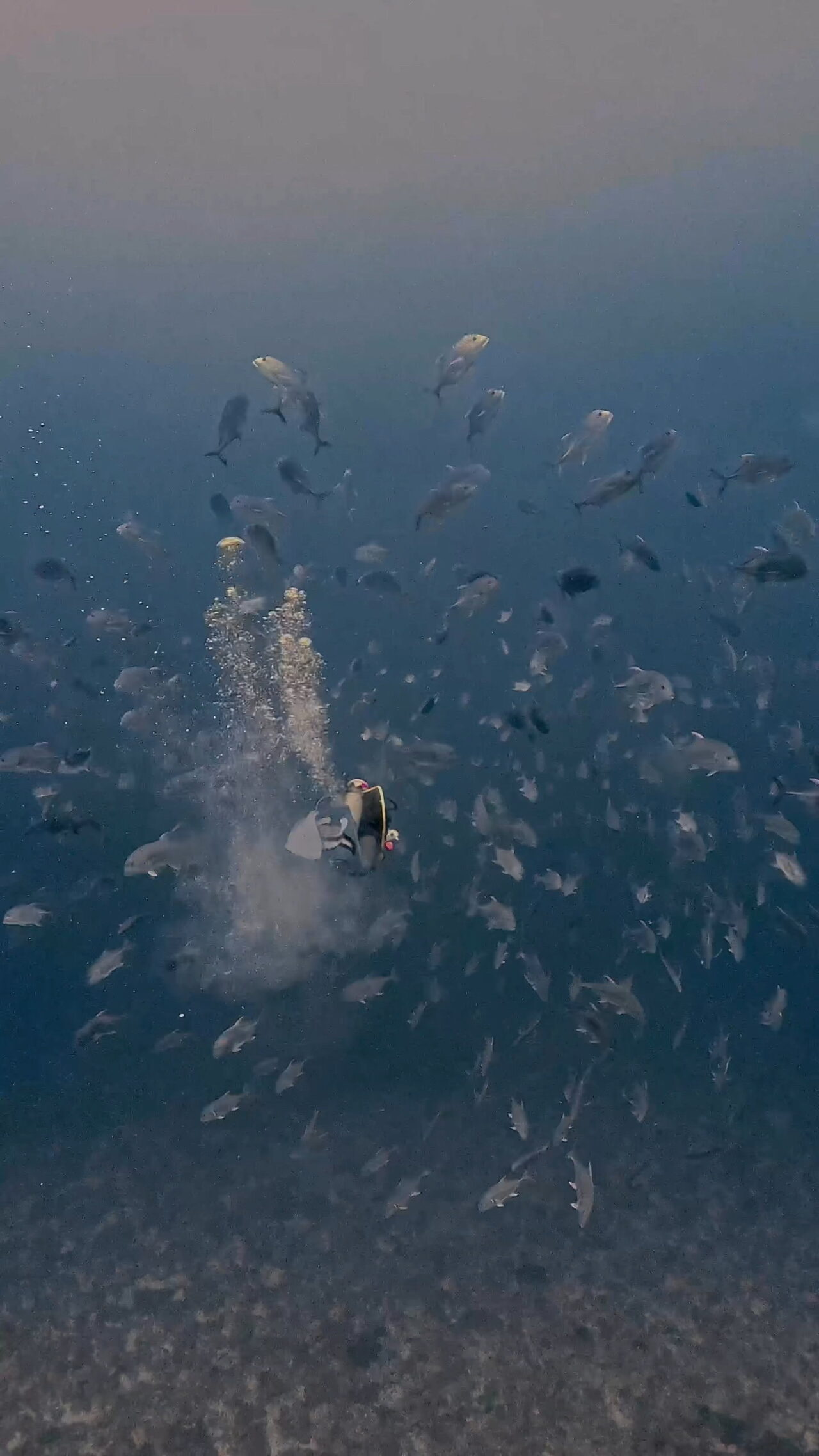 イレズミフエダイ終焉へ ペリリューコーナー ペリリューカット ペリリューエキスプレス パラオ ペリリュー島のダイビングショップ|OMZオムズ