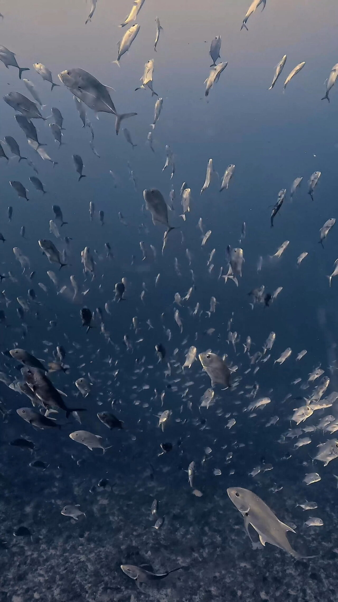 〆のロウニンアジ ペリリューコーナー ペリリューカット ペリリューエキスプレス オレンジビーチ パラオ ペリリュー島のダイビングショップ|OMZオムズ