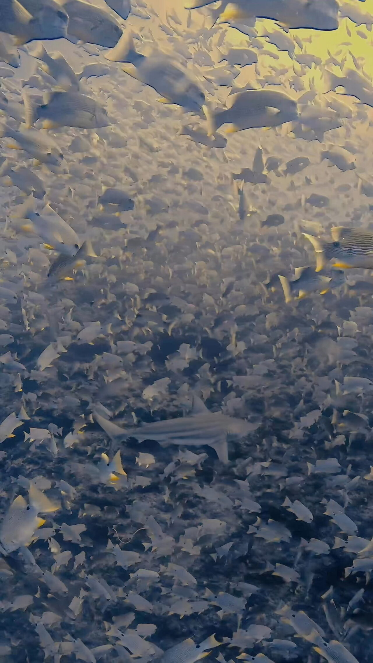 いっぱいイレズミフエダイ ペリリューコーナー ペリリューカット ペリリューエキスプレス オレンジビーチ パラオ ペリリュー島のダイビングショップ|OMZオムズ