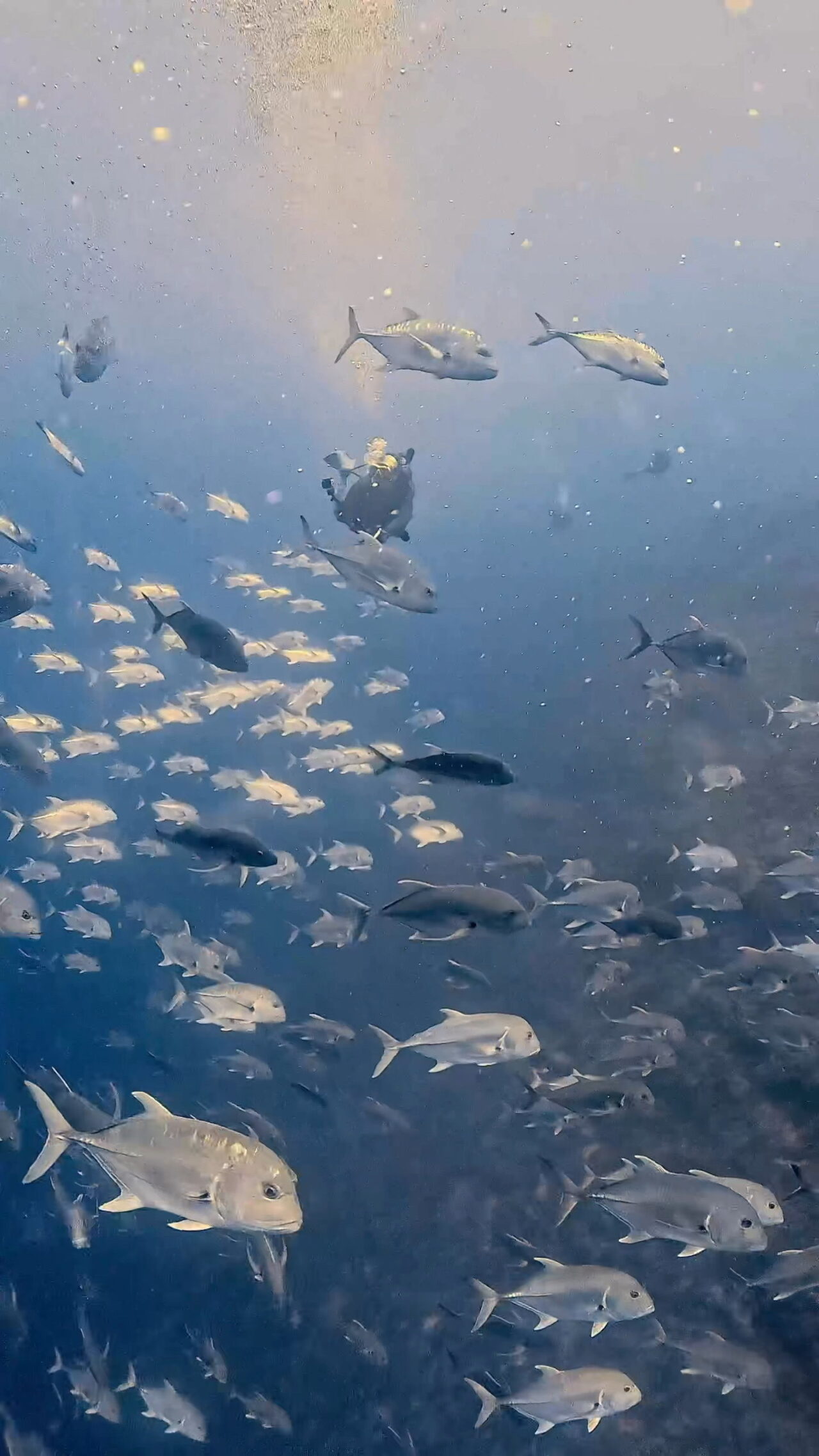 ぐるぐるロウニンアジの群れ ペリリューコーナー ペリリューカット ペリリューエキスプレス パラオ ペリリュー島のダイビングショップ｜OMZオムズ