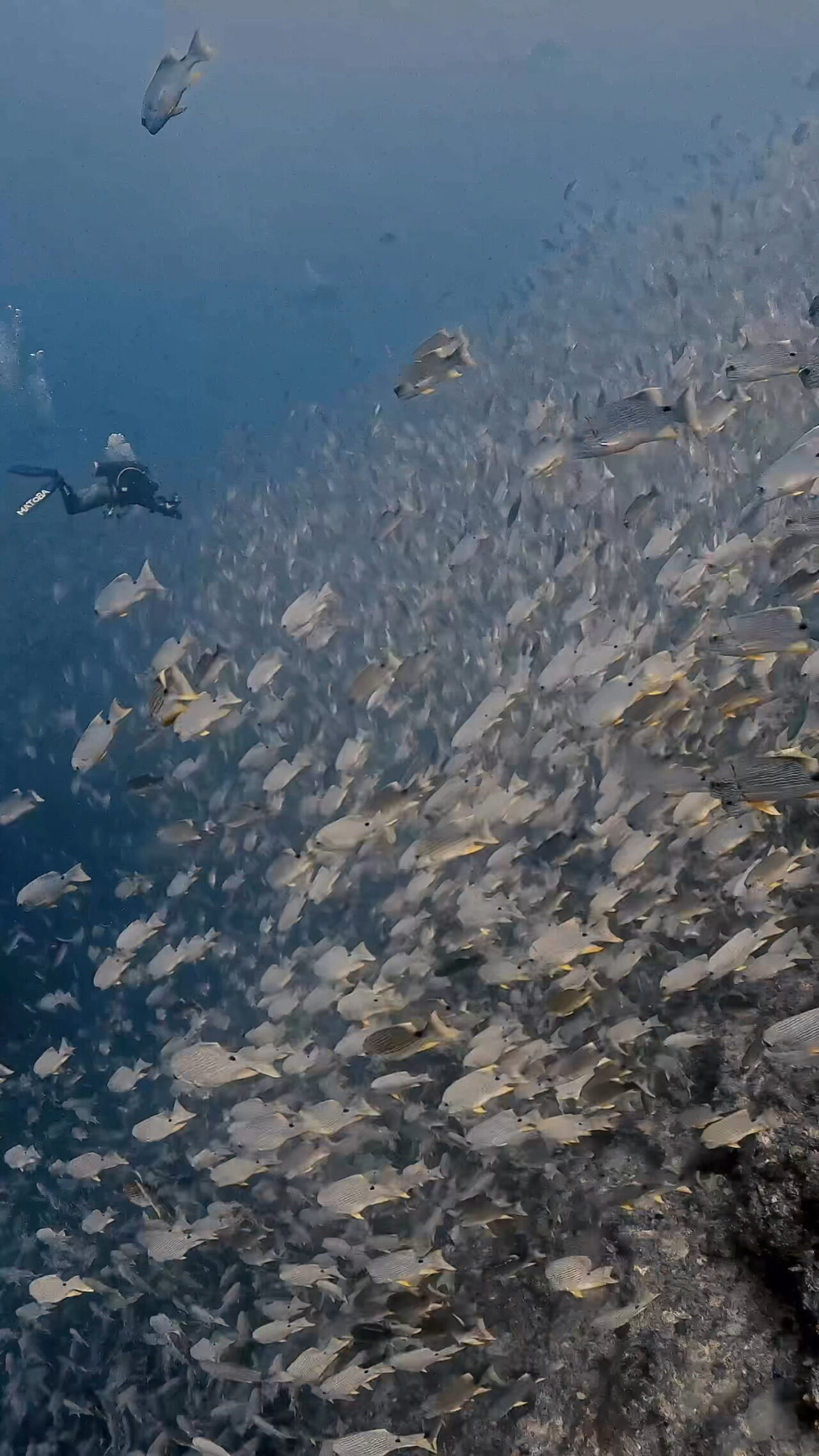 とにかく大きい群れ ペリリューコーナー ペリリューカット ペリリューエキスプレス パラオ ペリリュー島のダイビングショップ|OMZオムズ