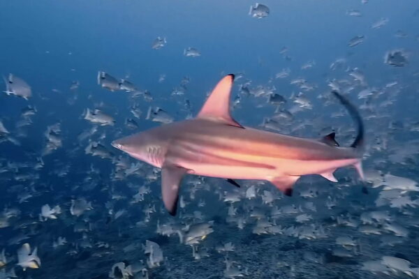 イレズミフエダイとカマストガリザメの攻防