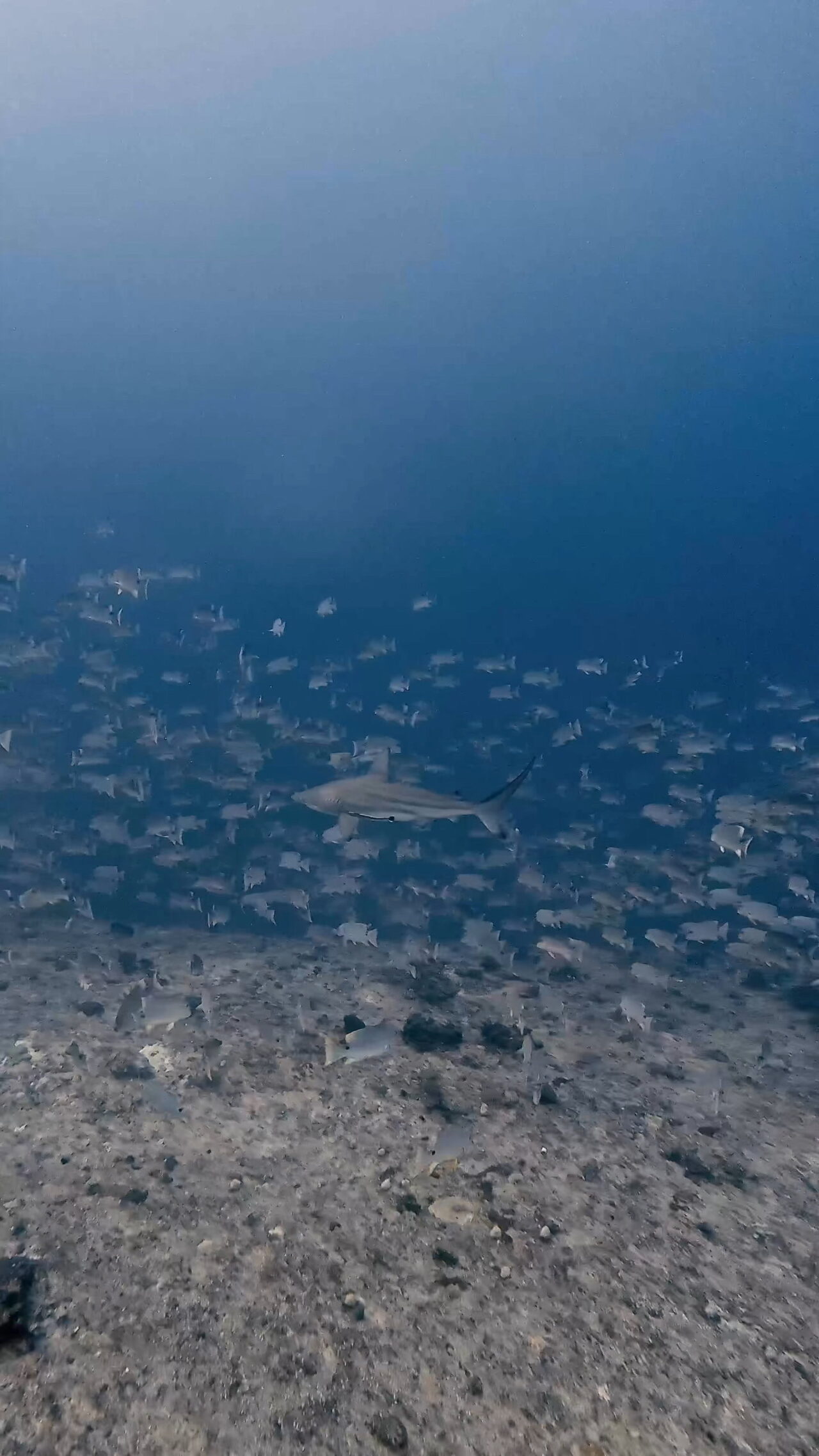 イレズミフエダイとカマストガリザメの攻防 ペリリューコーナー ペリリューカット ペリリューエキスプレス ロングエキスプレス オレンジビーチ パラオ ペリリュー島のダイビングショップ|OMZオムズ