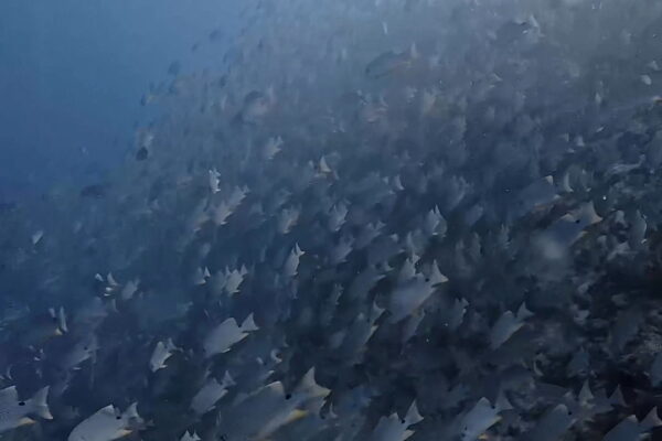 春のイレズミフエダイ2026.04