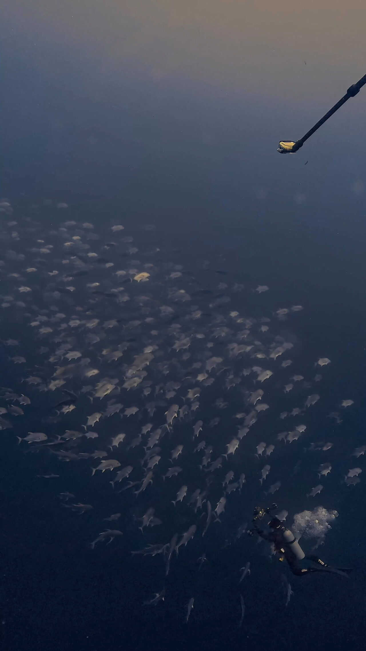 春のイレズミフエダイ2026.04 ペリリューコーナー ペリリューカット ペリリューエキスプレス ロングエキスプレス パラオ ペリリュー島のダイビングショップ|OMZオムズ