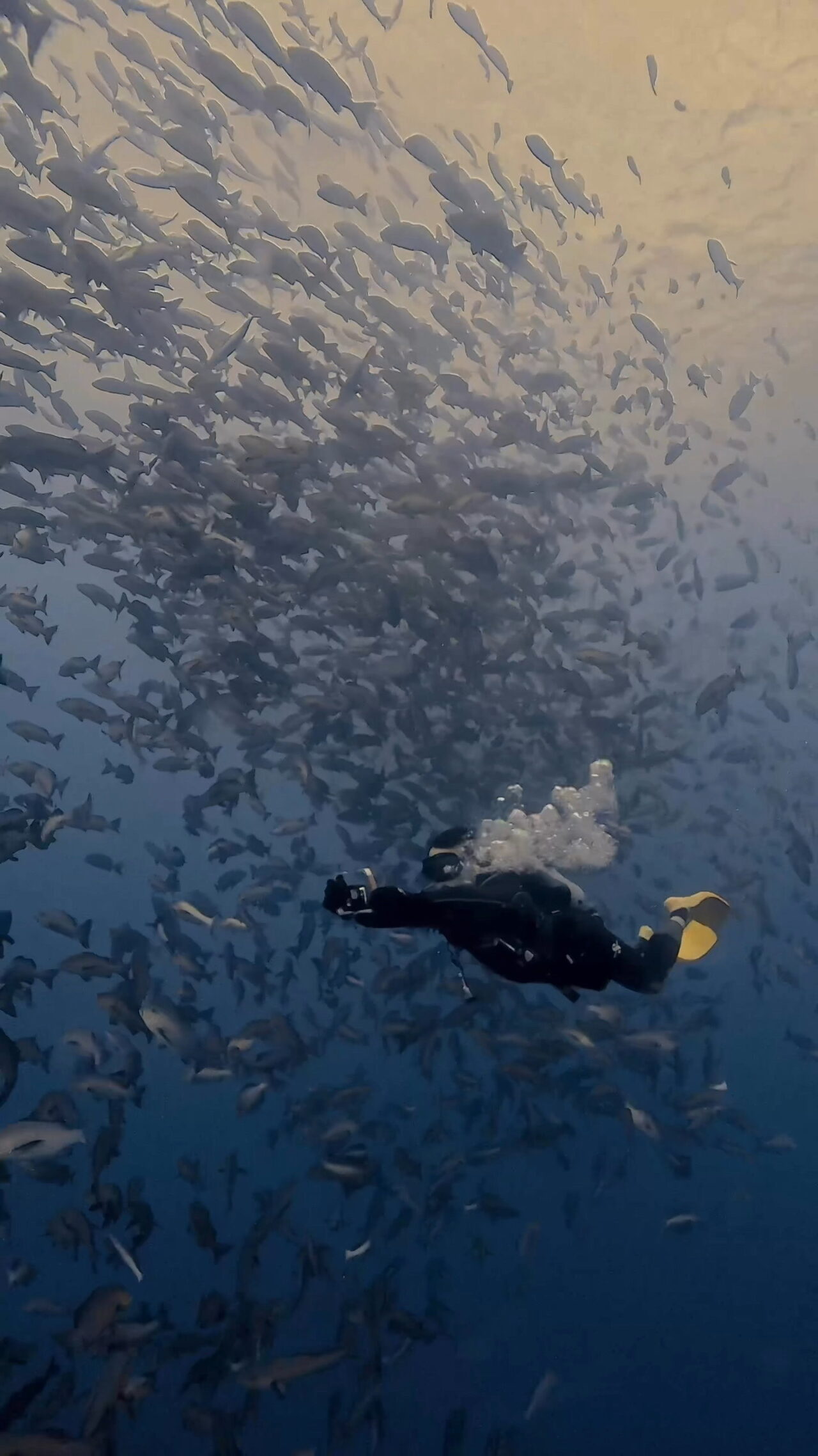 やってくるブルシャーク ペリリューコーナー ペリリューカット ペリリューエキスプレス ペリリュードロップオフ パラオ ペリリュー島のダイビングショップ｜OMZオムズ