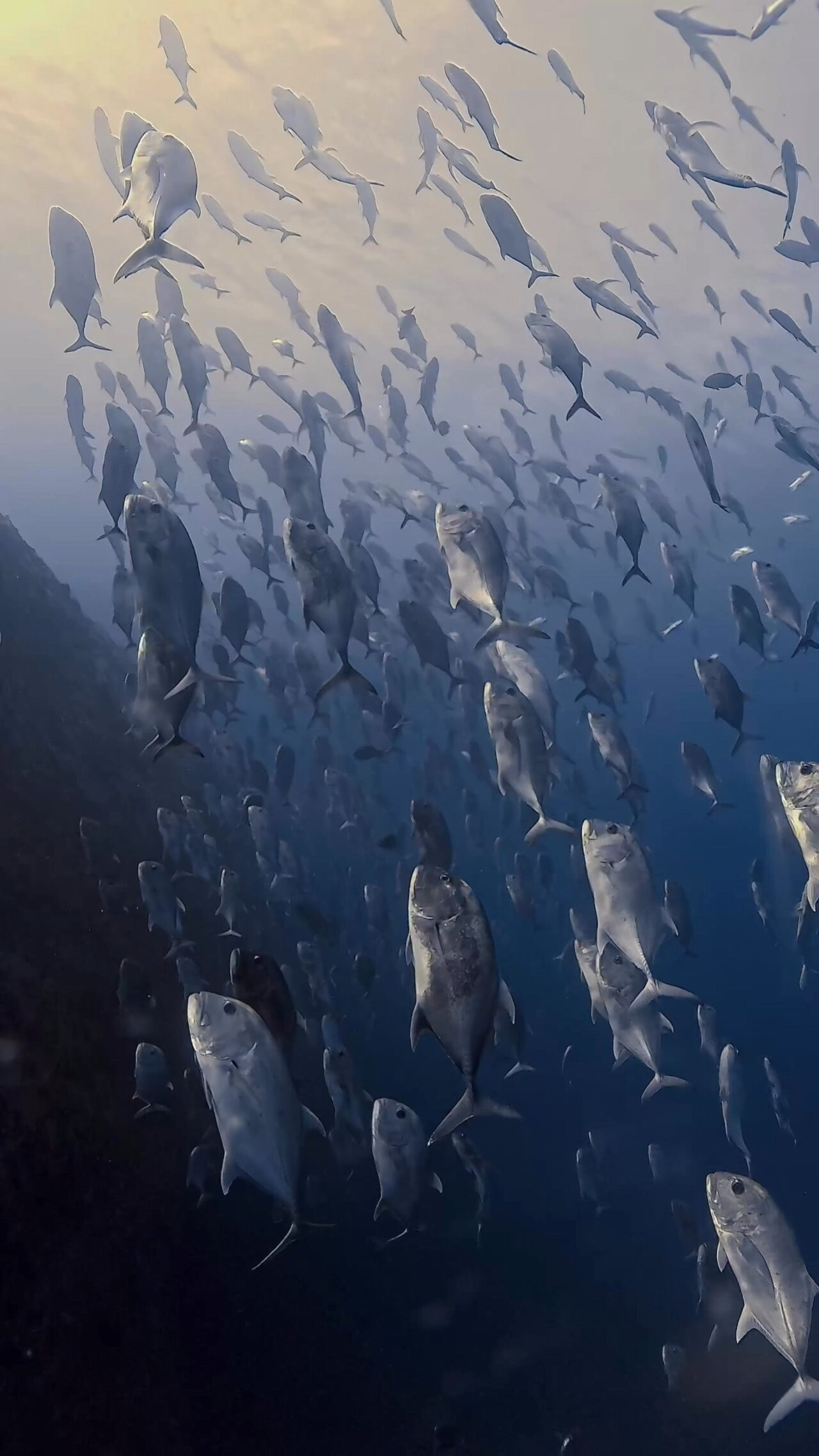 美しきブルシャーク ペリリューコーナー ペリリューカット ペリリューエキスプレス ロングエキスプレス パラオ ペリリュー島のダイビングショップ｜OMZオムズ