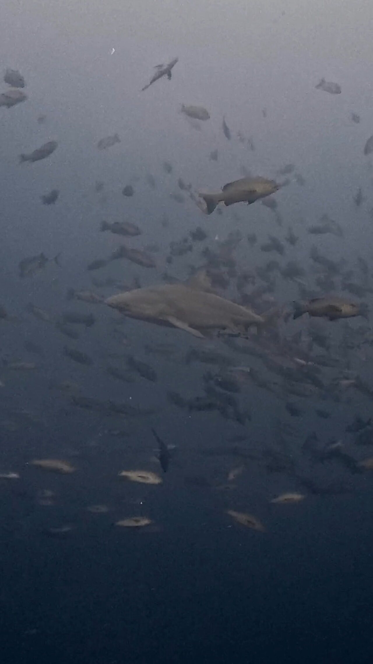 美しきブルシャーク ペリリューコーナー ペリリューカット ペリリューエキスプレス ロングエキスプレス パラオ ペリリュー島のダイビングショップ｜OMZオムズ