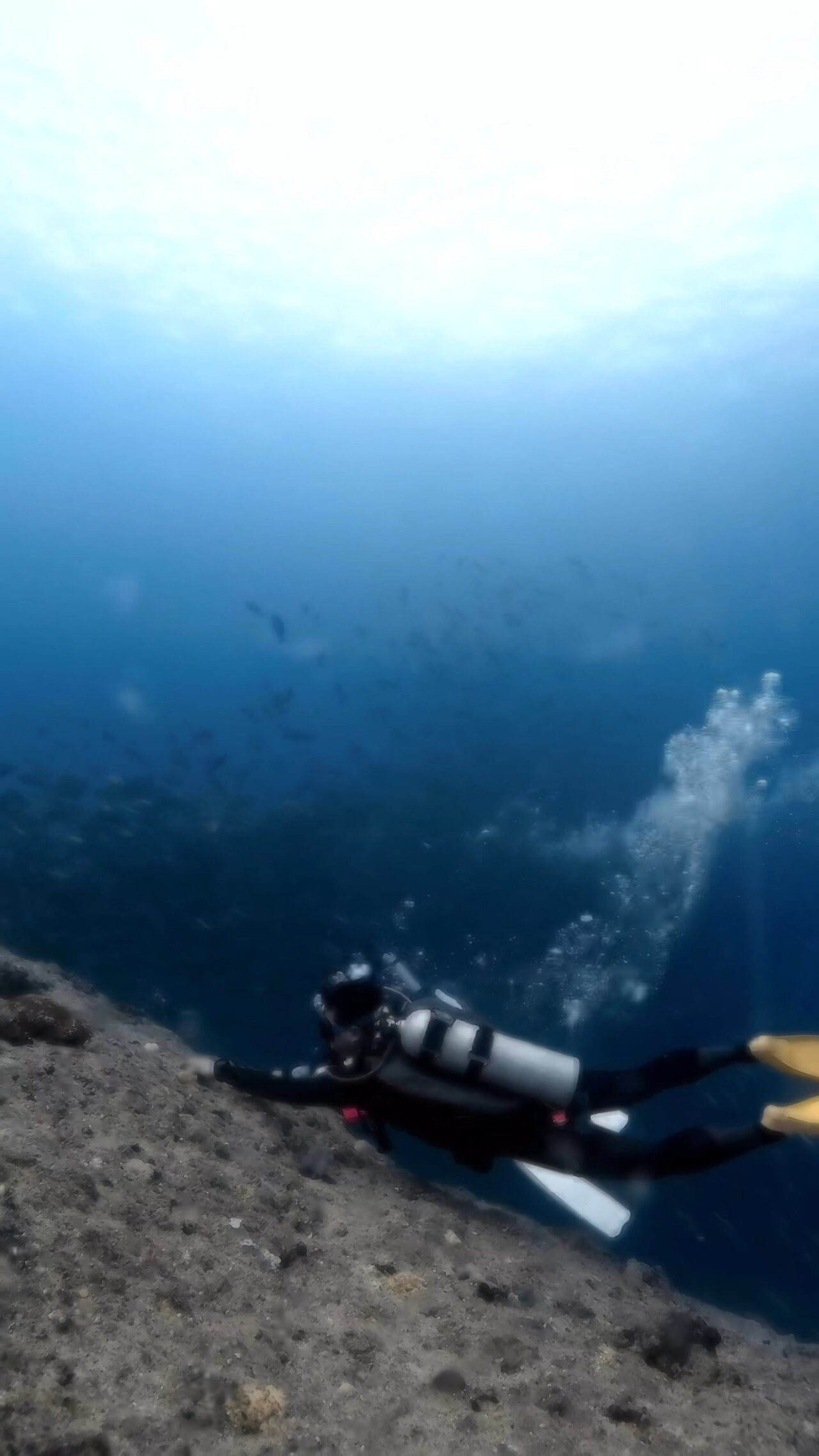 美しきブルシャーク ペリリューコーナー ペリリューカット ペリリューエキスプレス ロングエキスプレス パラオ ペリリュー島のダイビングショップ｜OMZオムズ