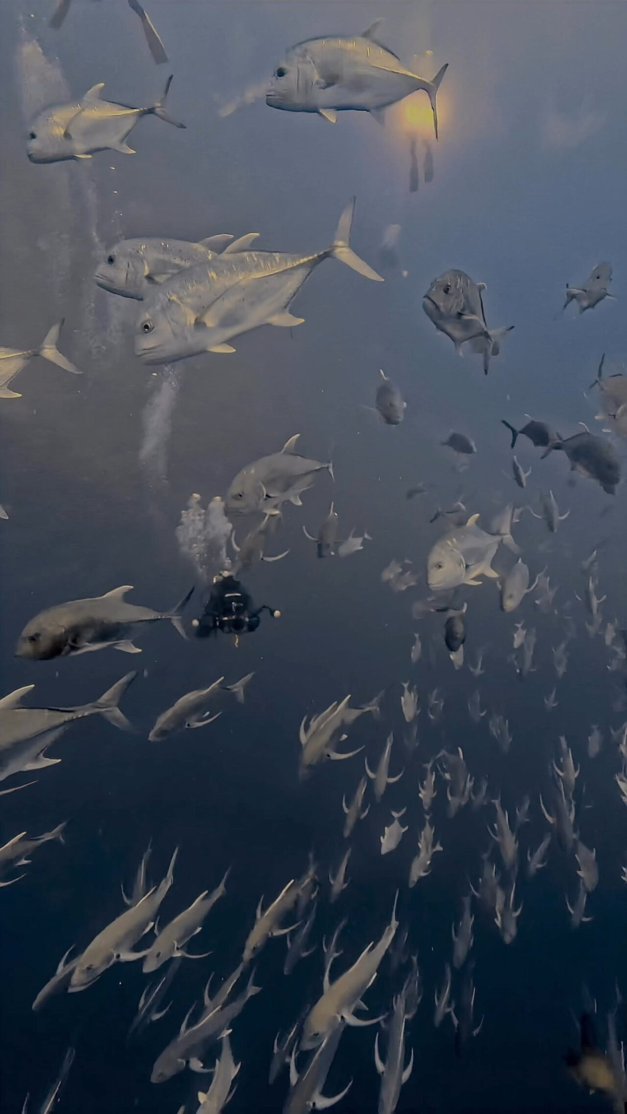 春のイレズミフエダイ2026.04 ペリリューコーナー ペリリューカット ペリリューエキスプレス ロングエキスプレス パラオ ペリリュー島のダイビングショップ|OMZオムズ