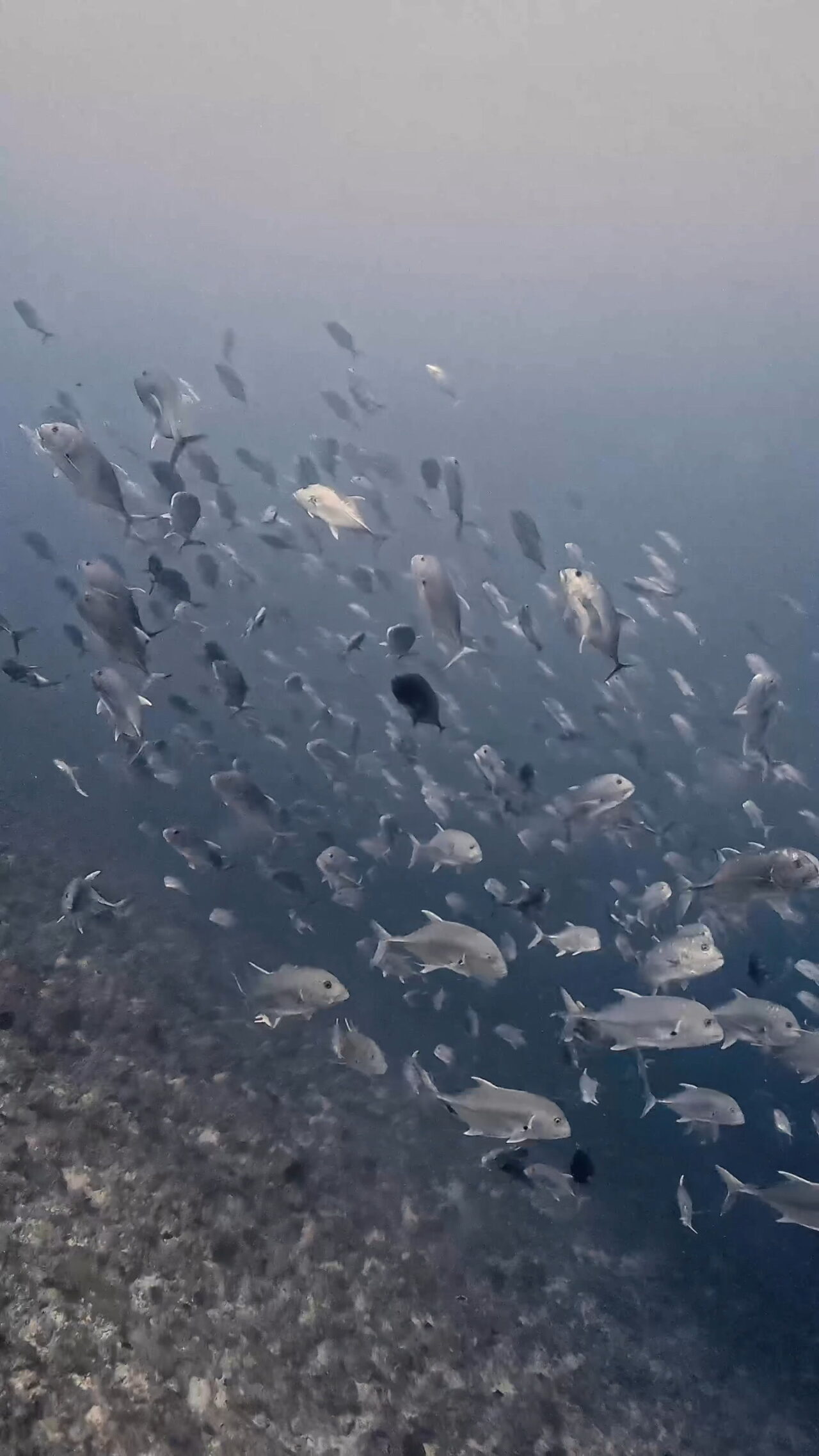 イレズミフエダイ終焉へ ペリリューコーナー ペリリューカット ペリリューエキスプレス パラオ ペリリュー島のダイビングショップ|OMZオムズ