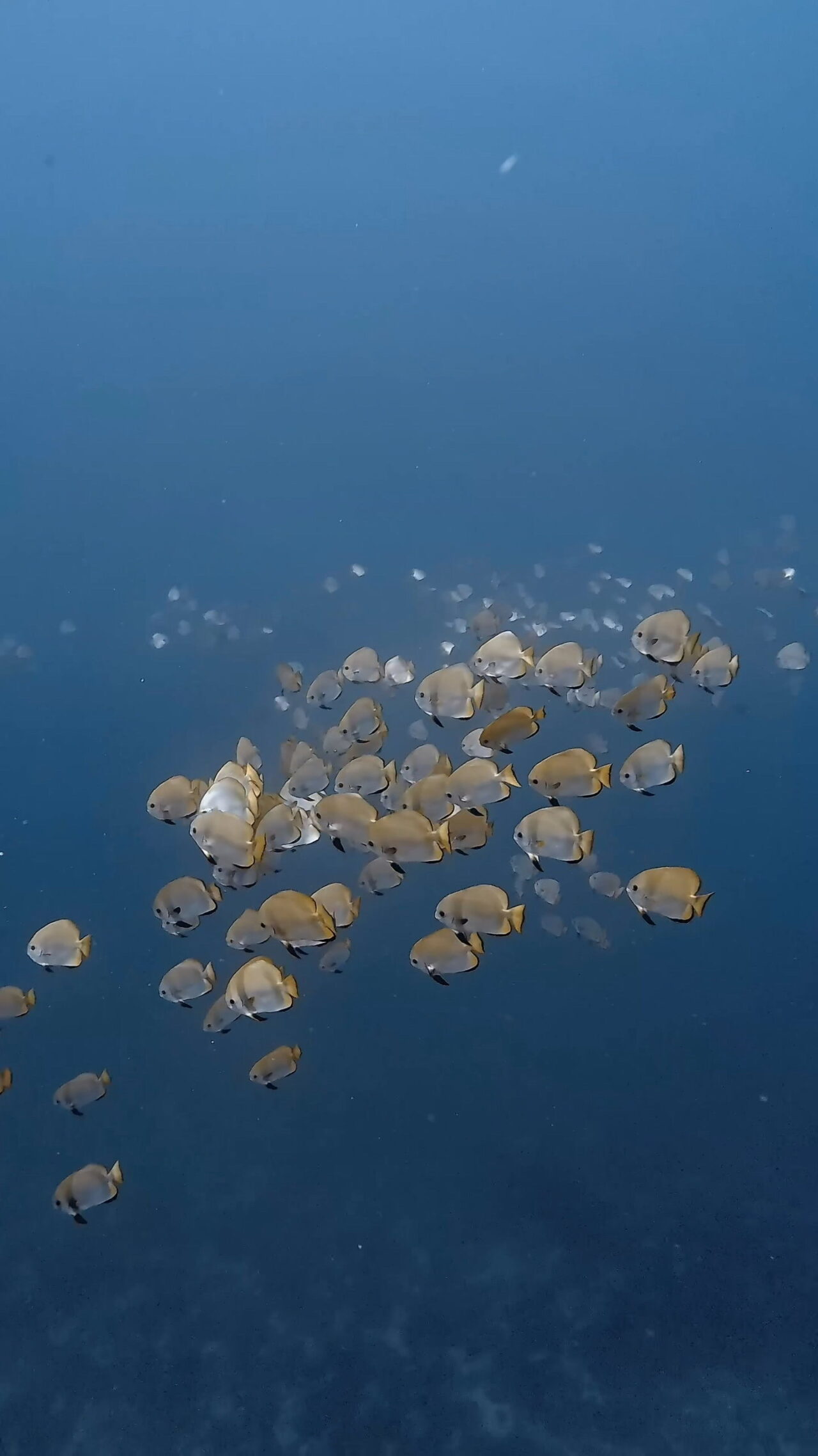 きらきら滅 ペリリューコーナー ペリリューカット ペリリューエキスプレス オレンジビーチ パラオ ペリリュー島のダイビングショップ｜OMZオムズ