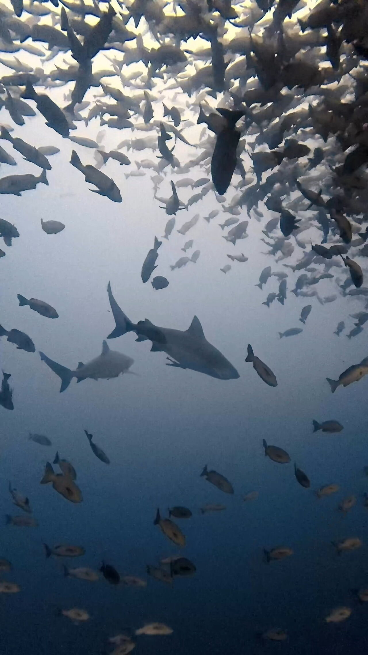 美しきブルシャーク ペリリューコーナー ペリリューカット ペリリューエキスプレス ロングエキスプレス パラオ ペリリュー島のダイビングショップ｜OMZオムズ