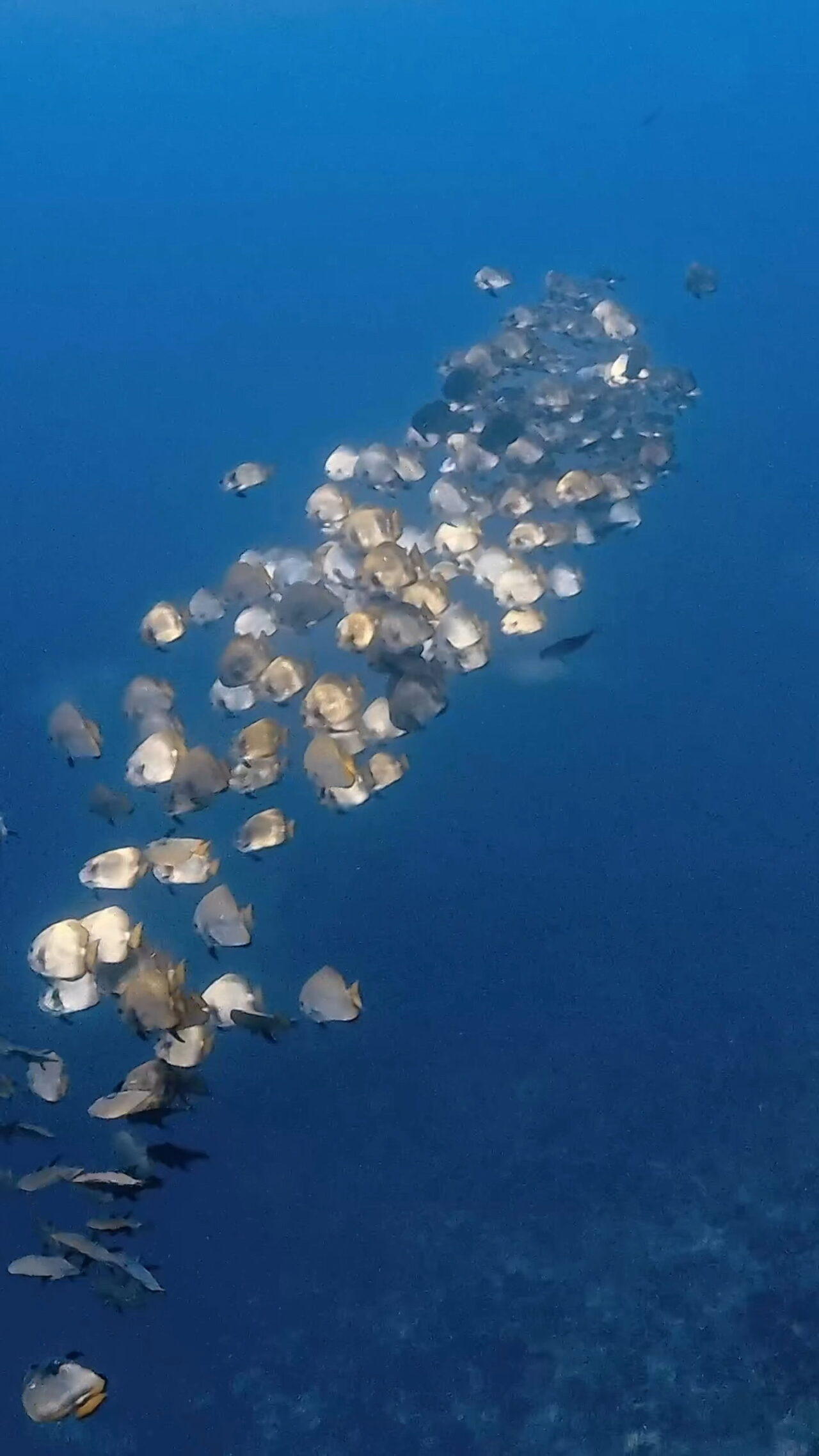 いっぱいイレズミフエダイ ペリリューコーナー ペリリューカット ペリリューエキスプレス オレンジビーチ パラオ ペリリュー島のダイビングショップ|OMZオムズ