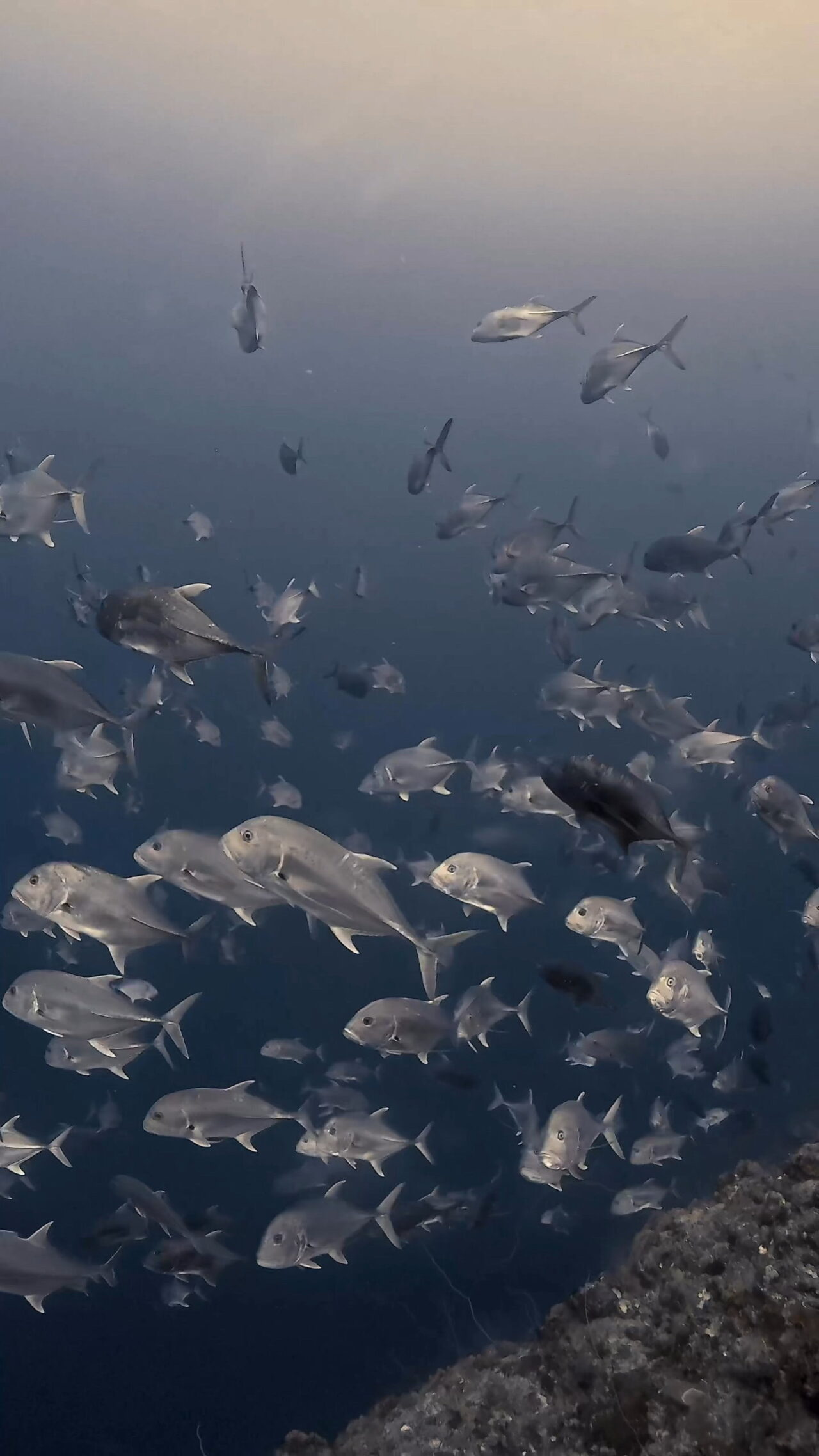 イレズミフエダイとカマストガリザメの攻防 ペリリューコーナー ペリリューカット ペリリューエキスプレス ロングエキスプレス オレンジビーチ パラオ ペリリュー島のダイビングショップ|OMZオムズ