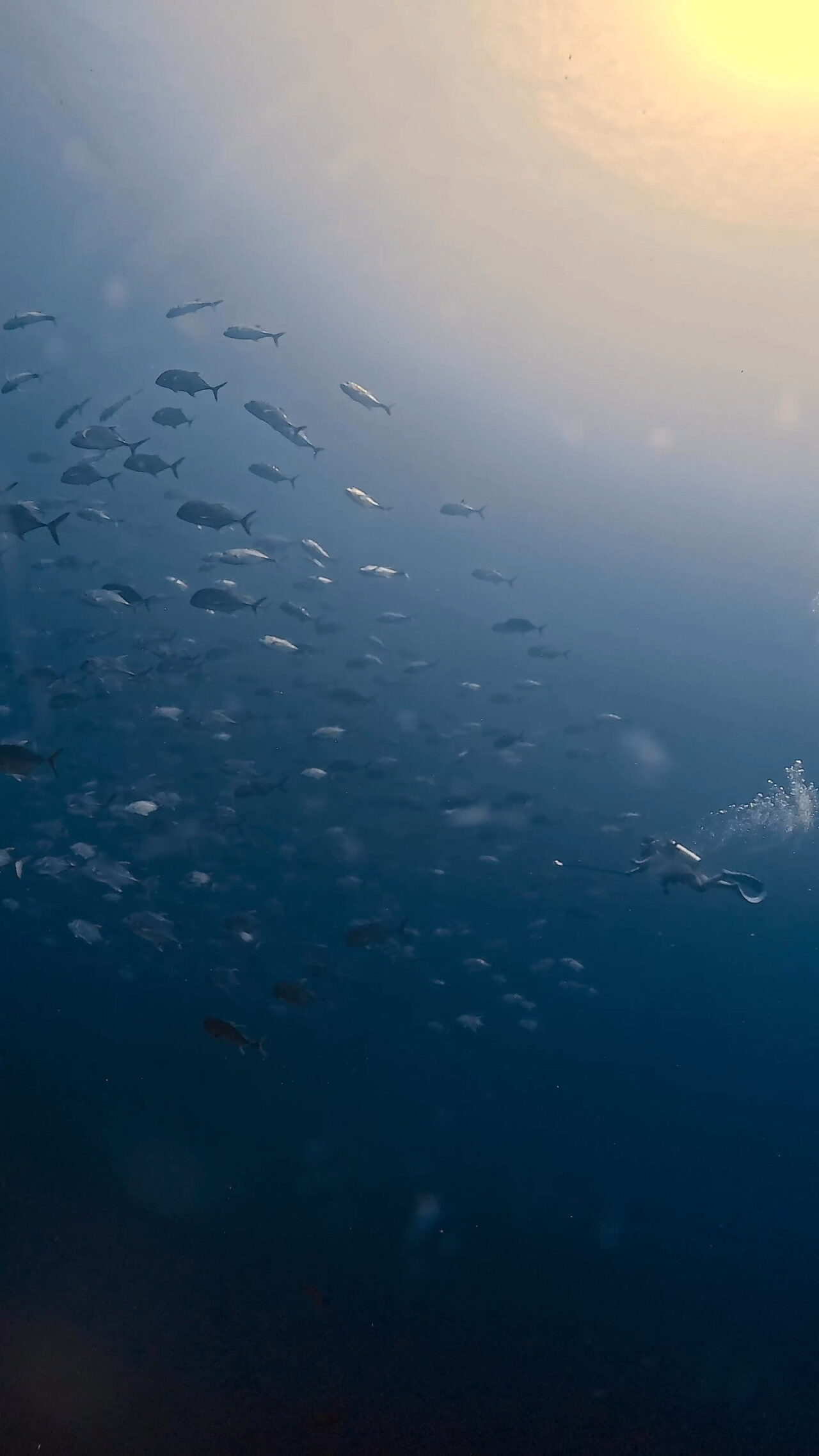 ぐるぐるロウニンアジの群れ ペリリューコーナー ペリリューカット ペリリューエキスプレス パラオ ペリリュー島のダイビングショップ｜OMZオムズ