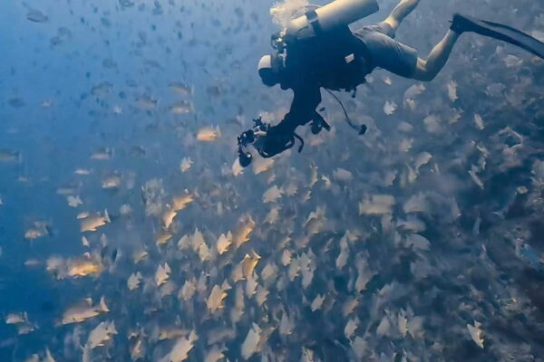 まだまだイレズミフエダイ